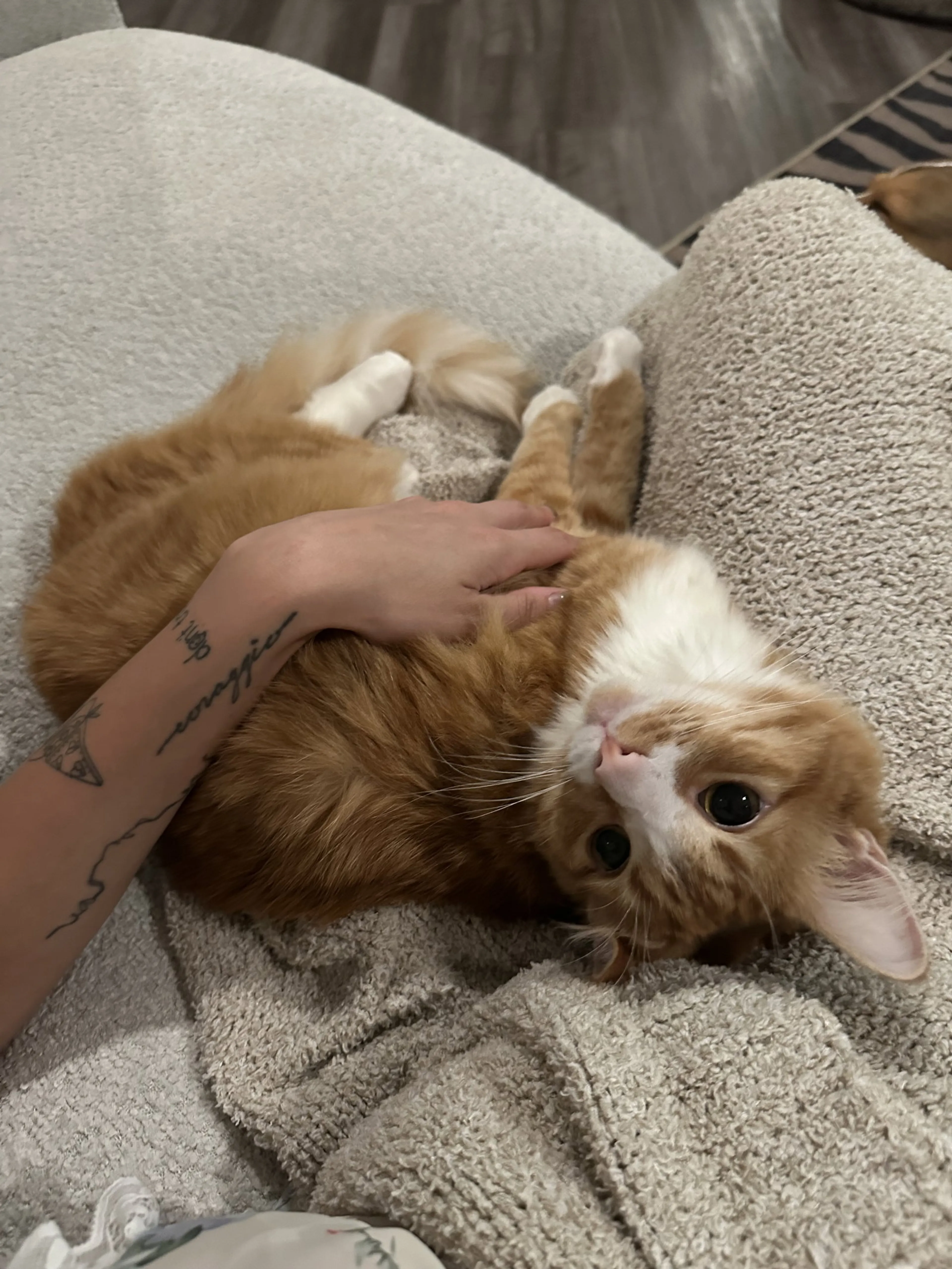Found pet-3