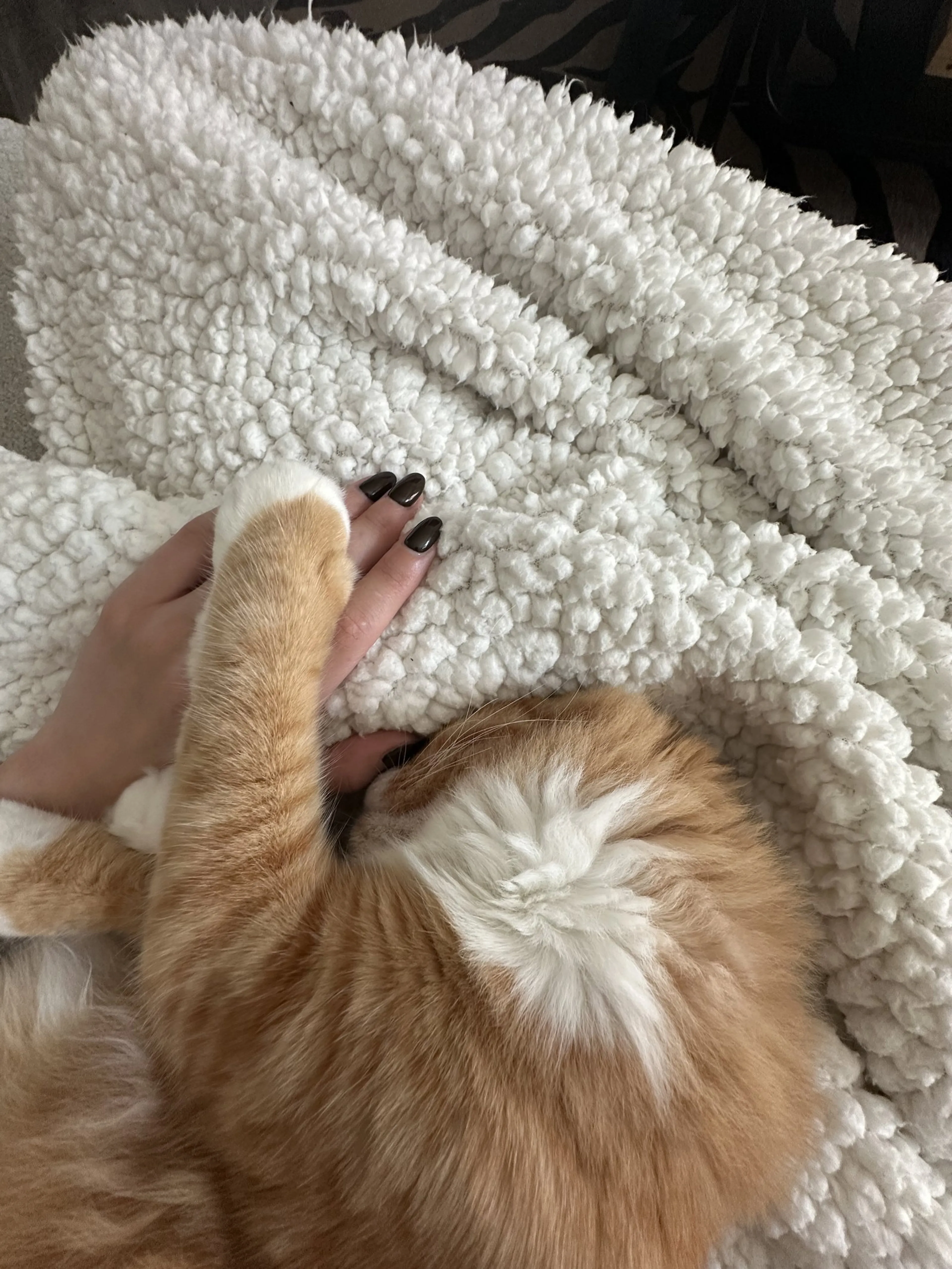 Found pet-2