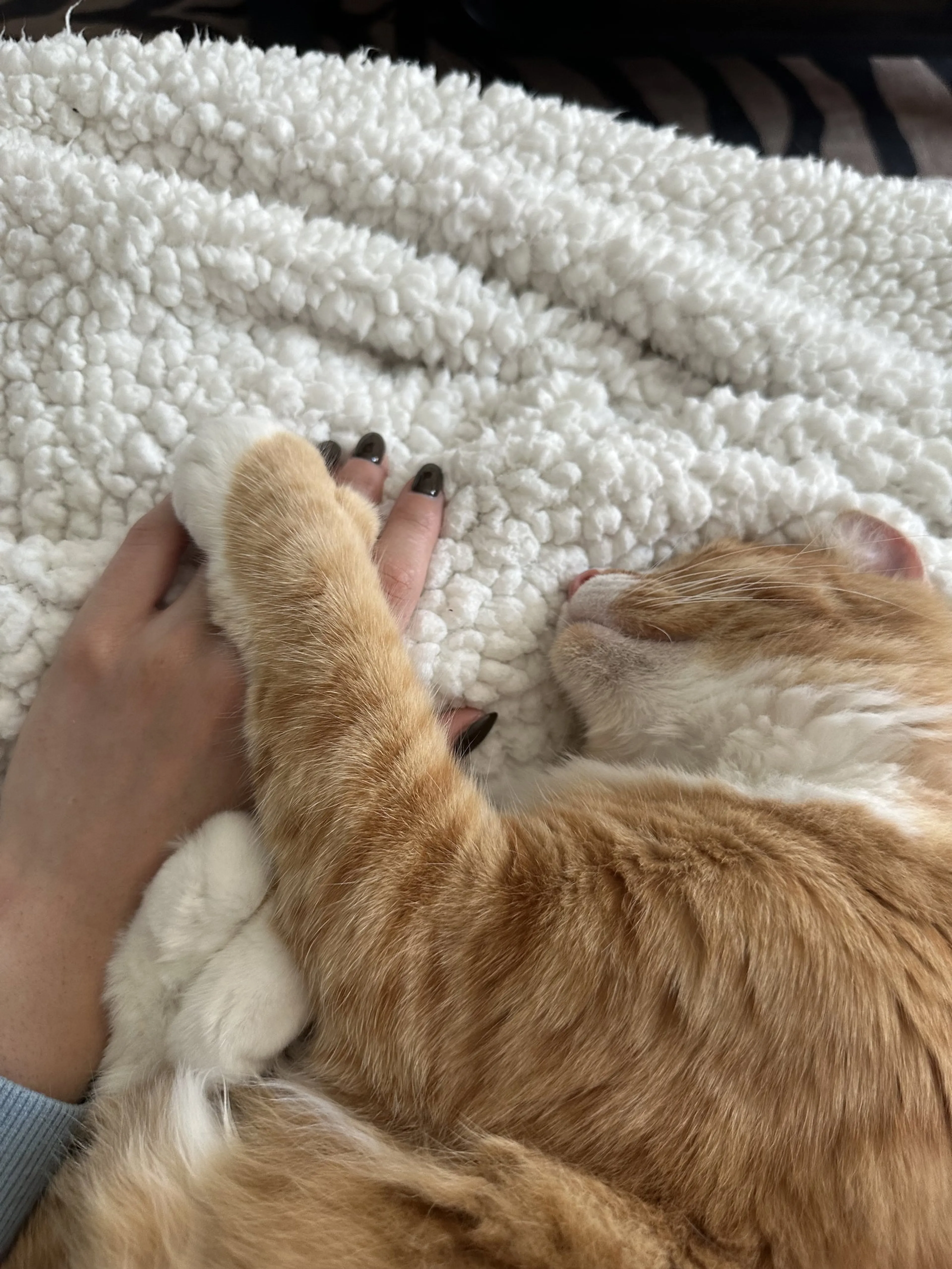 Found pet-1