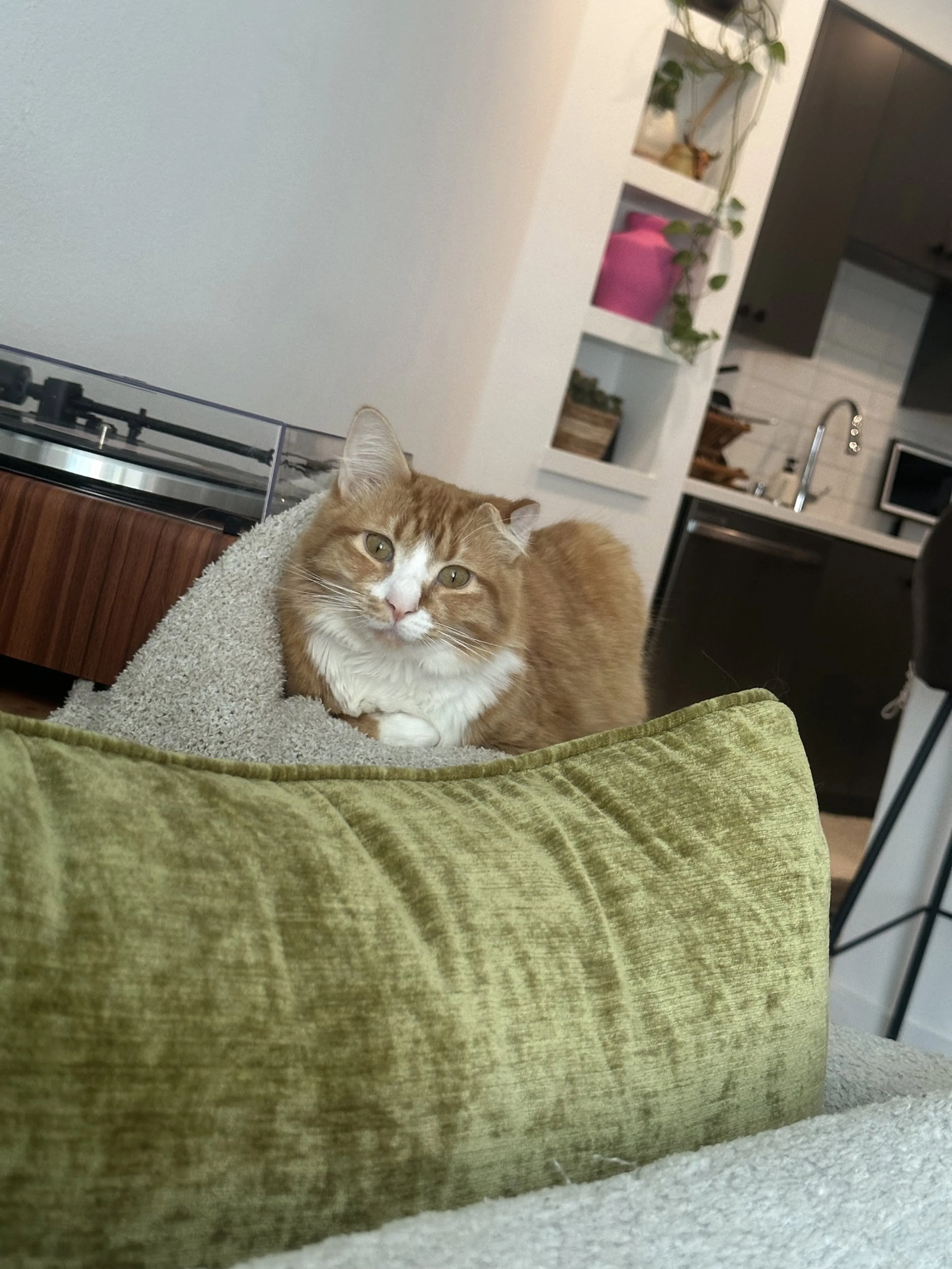 Found pet-0