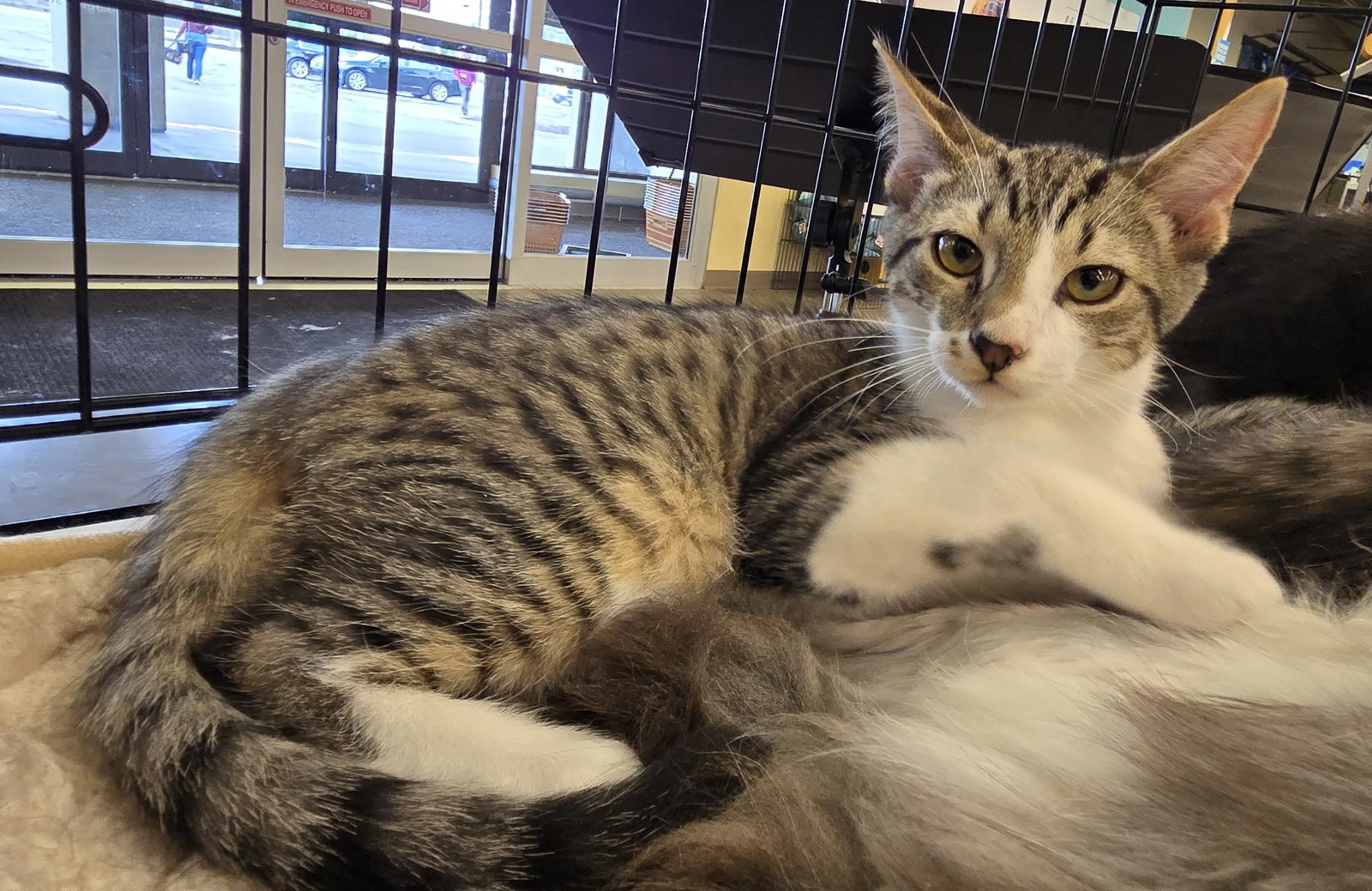 Found pet-1