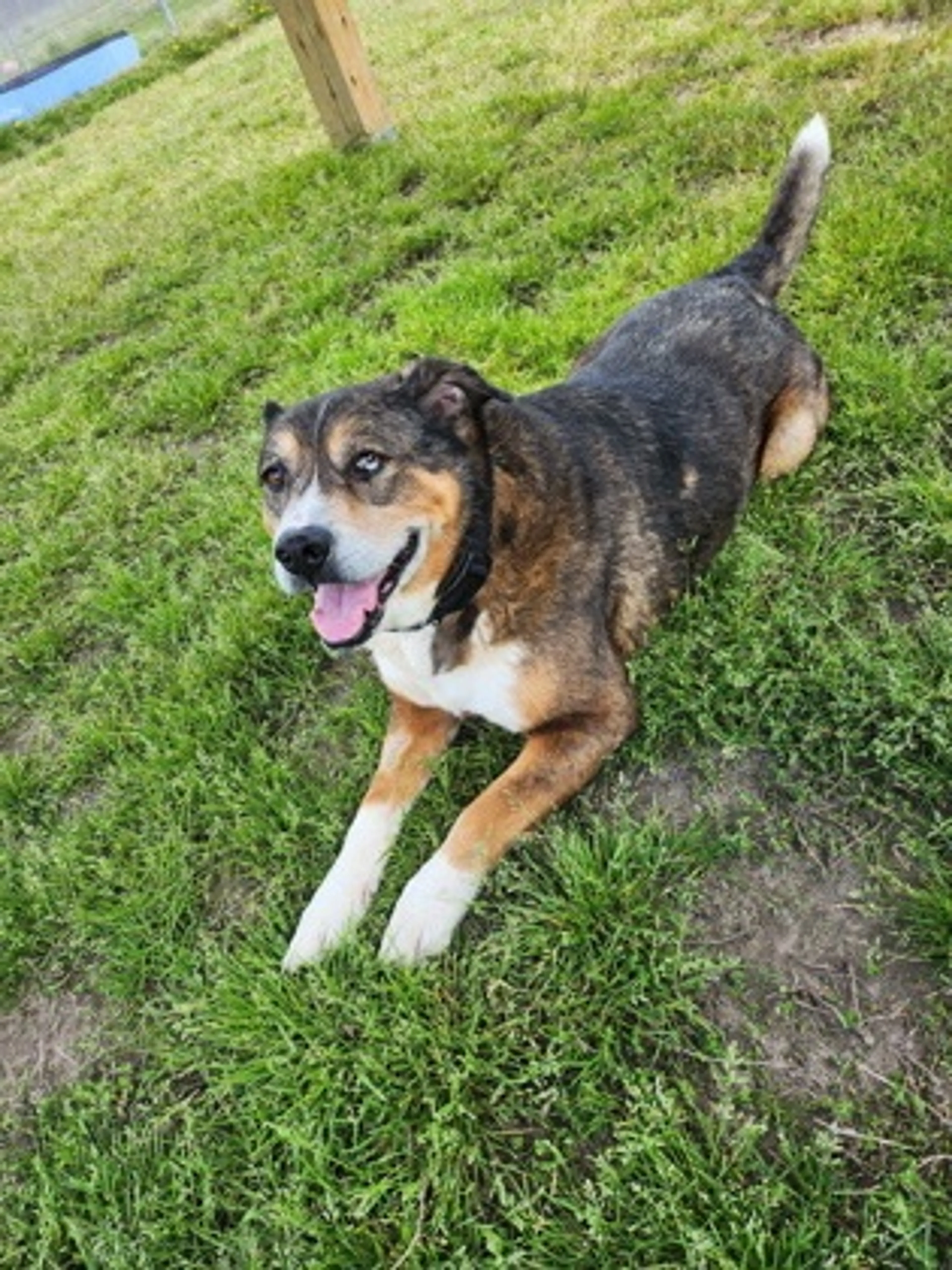 Found pet-2