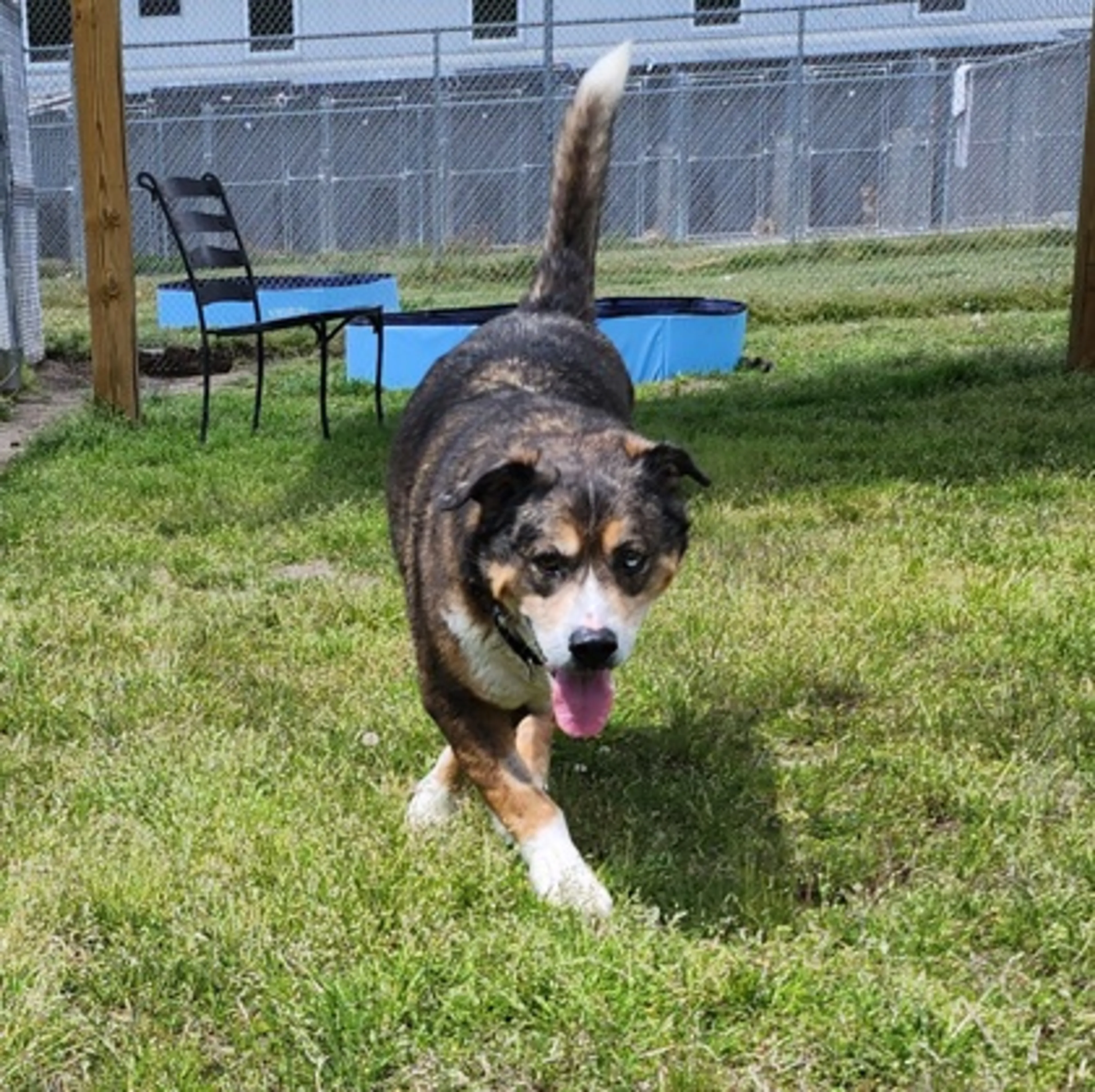 Found pet-1