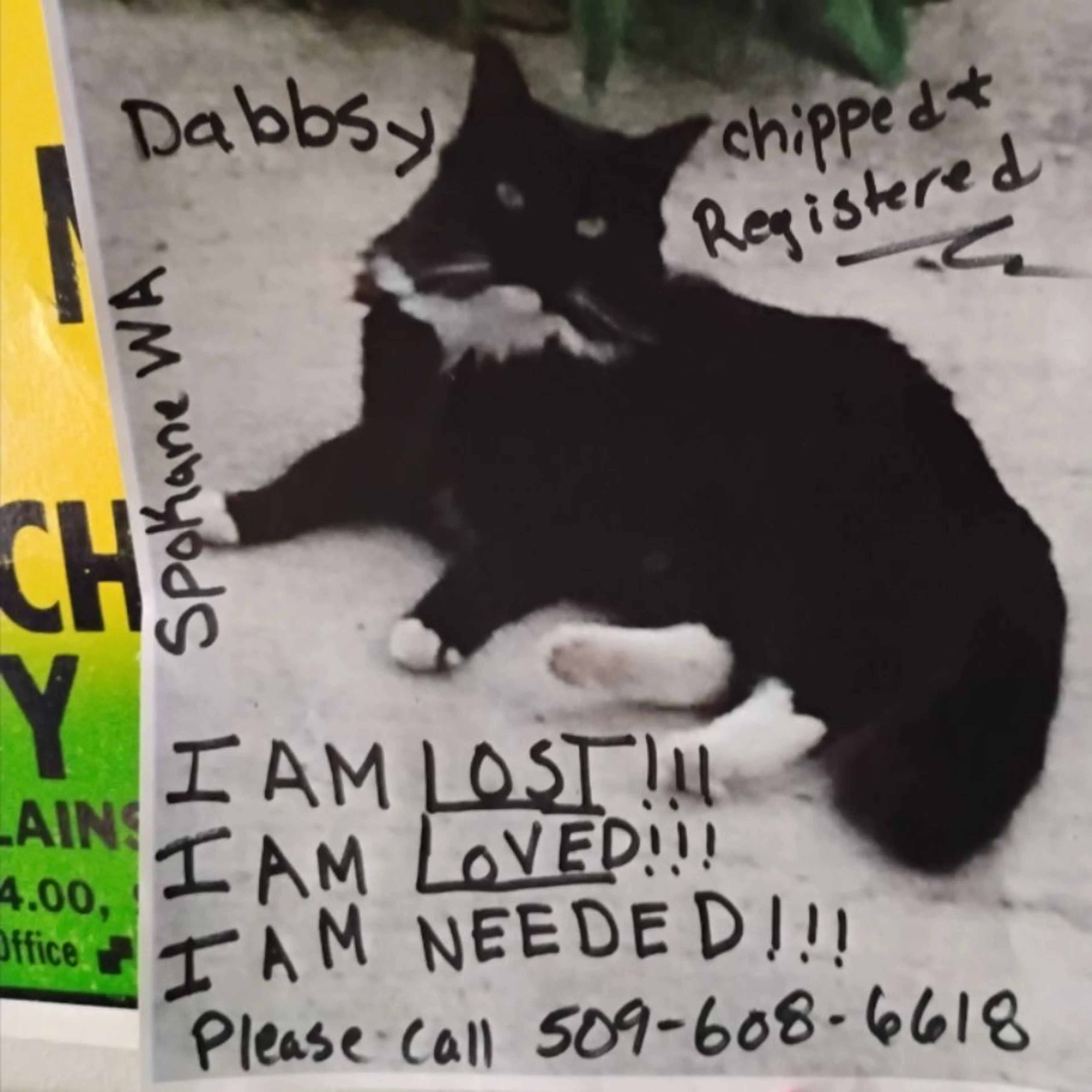 Lost pet