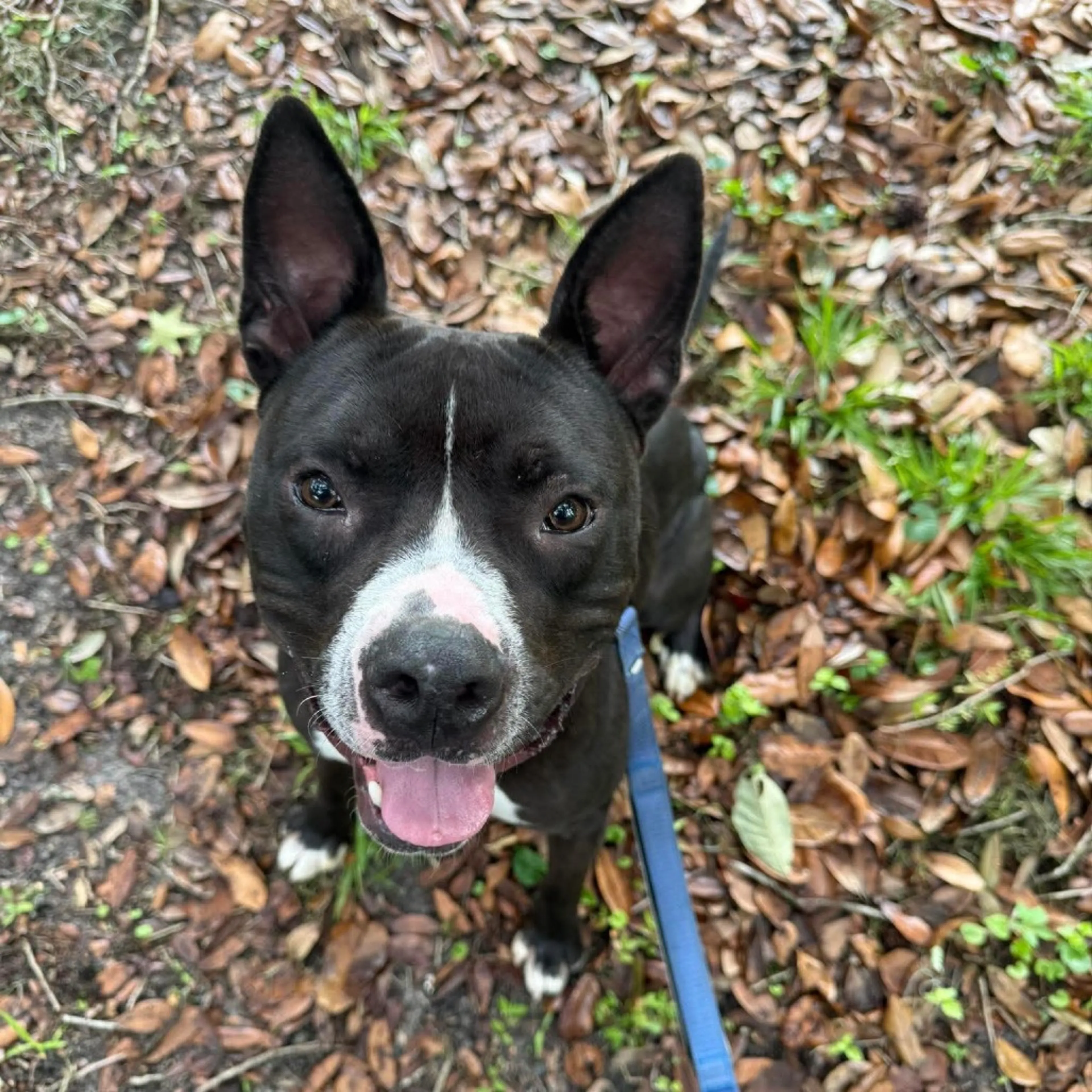 Found pet-27