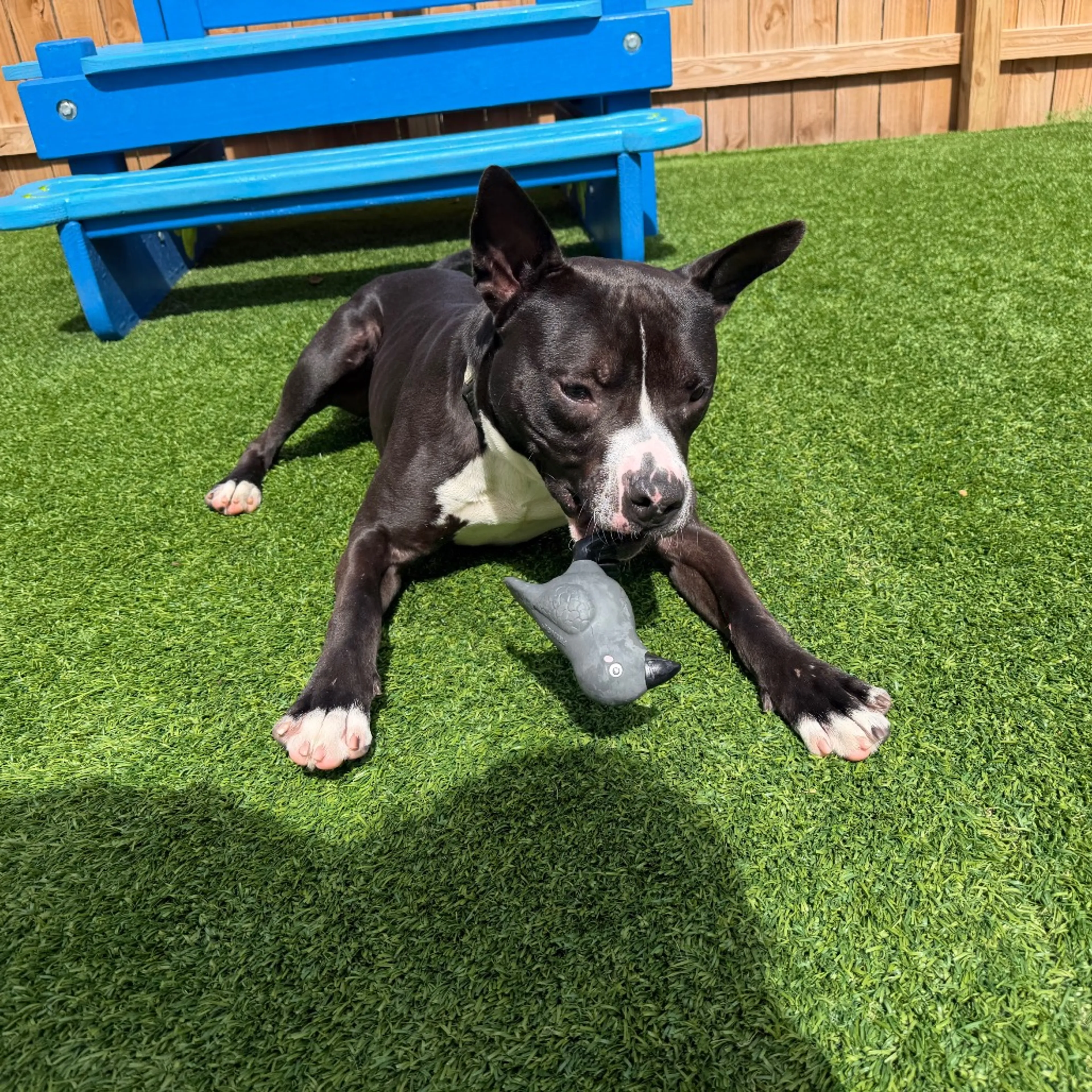 Found pet-11
