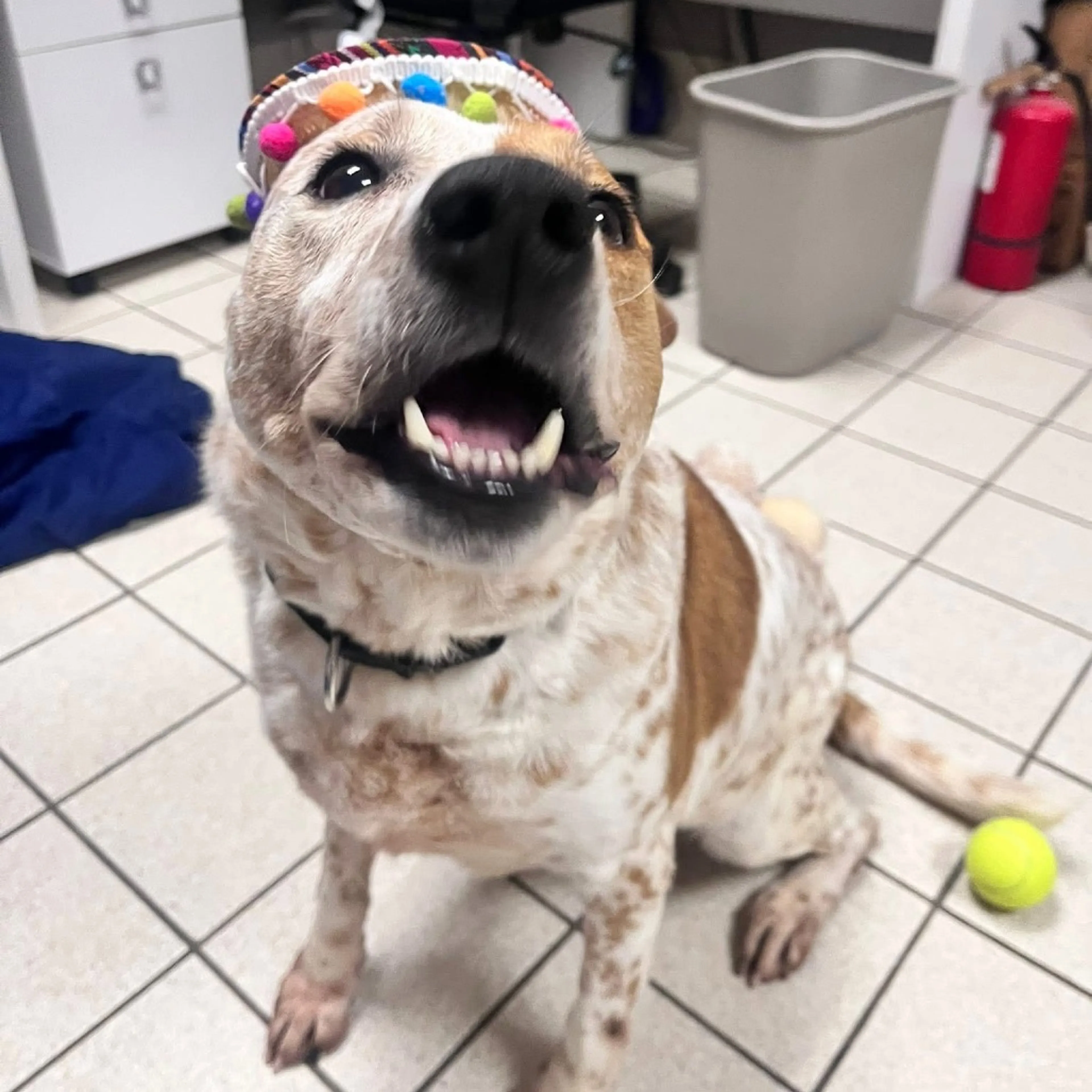 Found pet-6