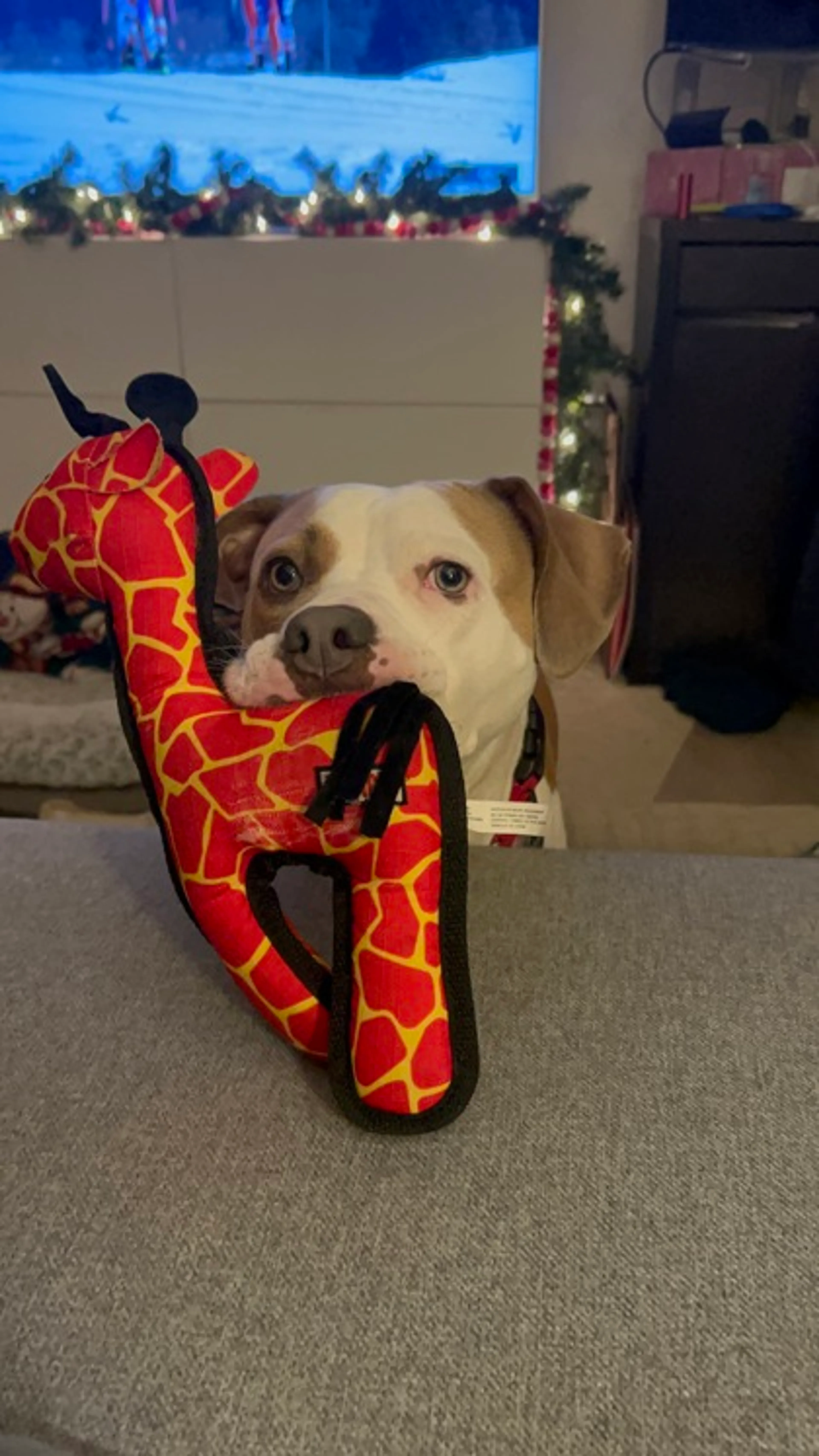 Found pet-1