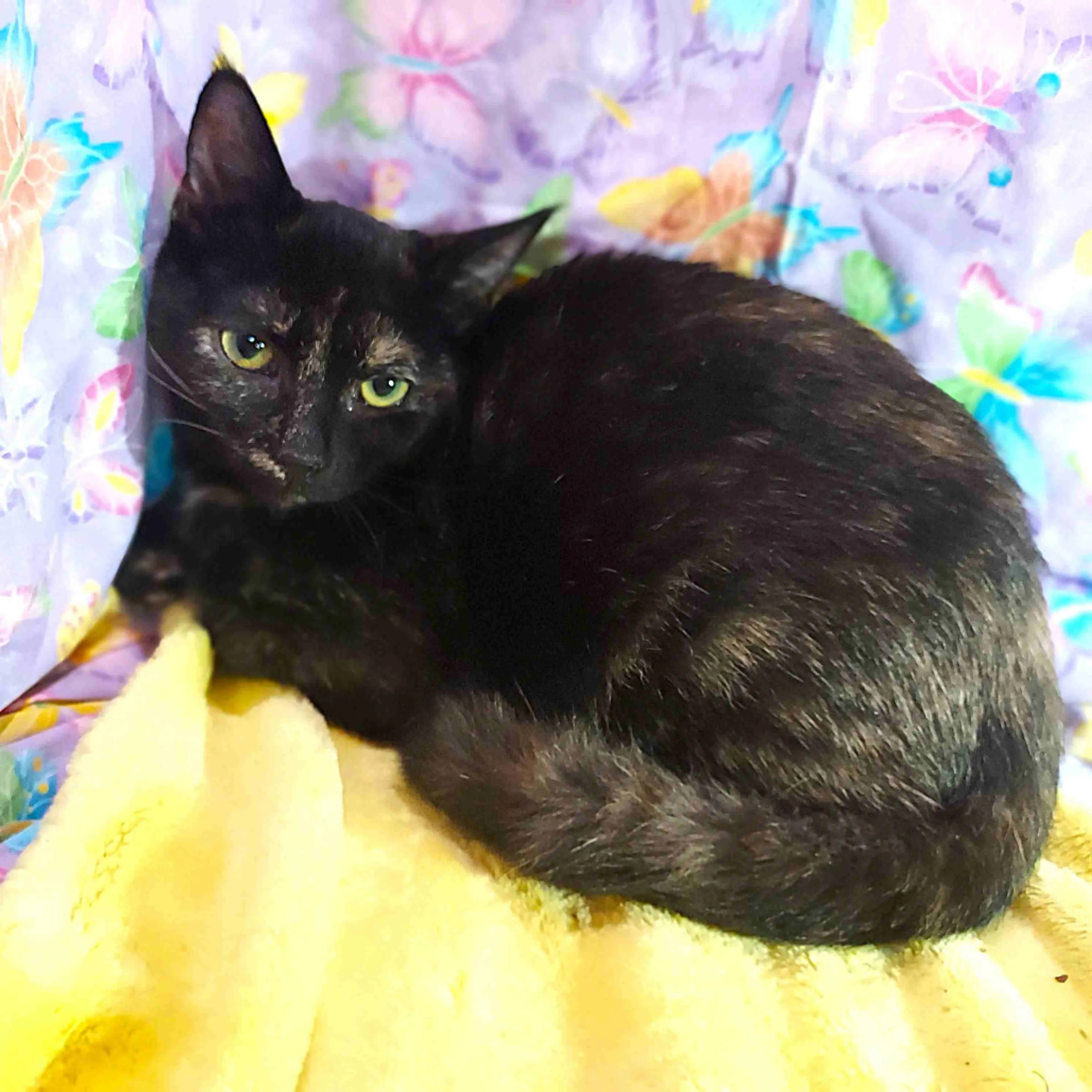 Found pet-1