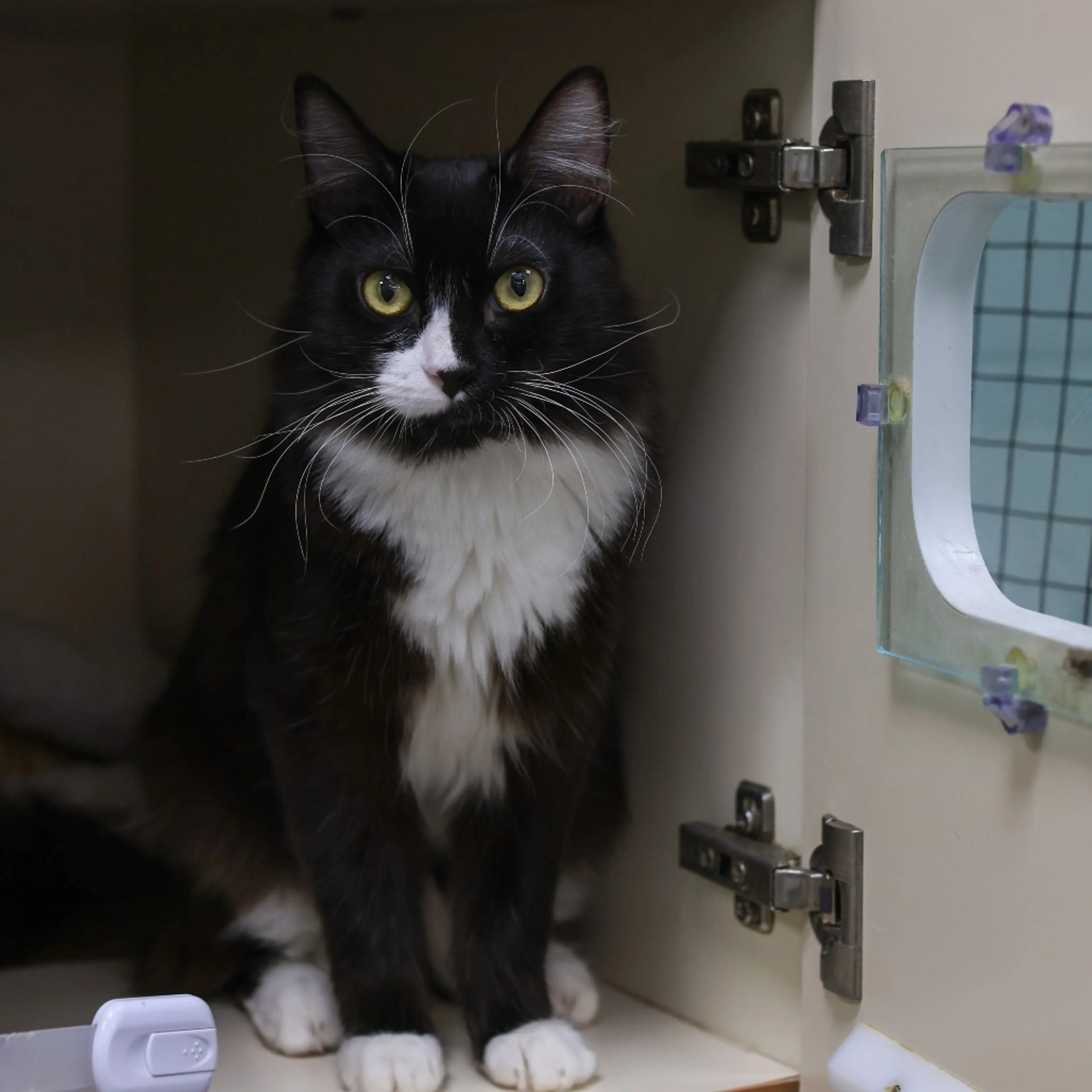 Found pet-3