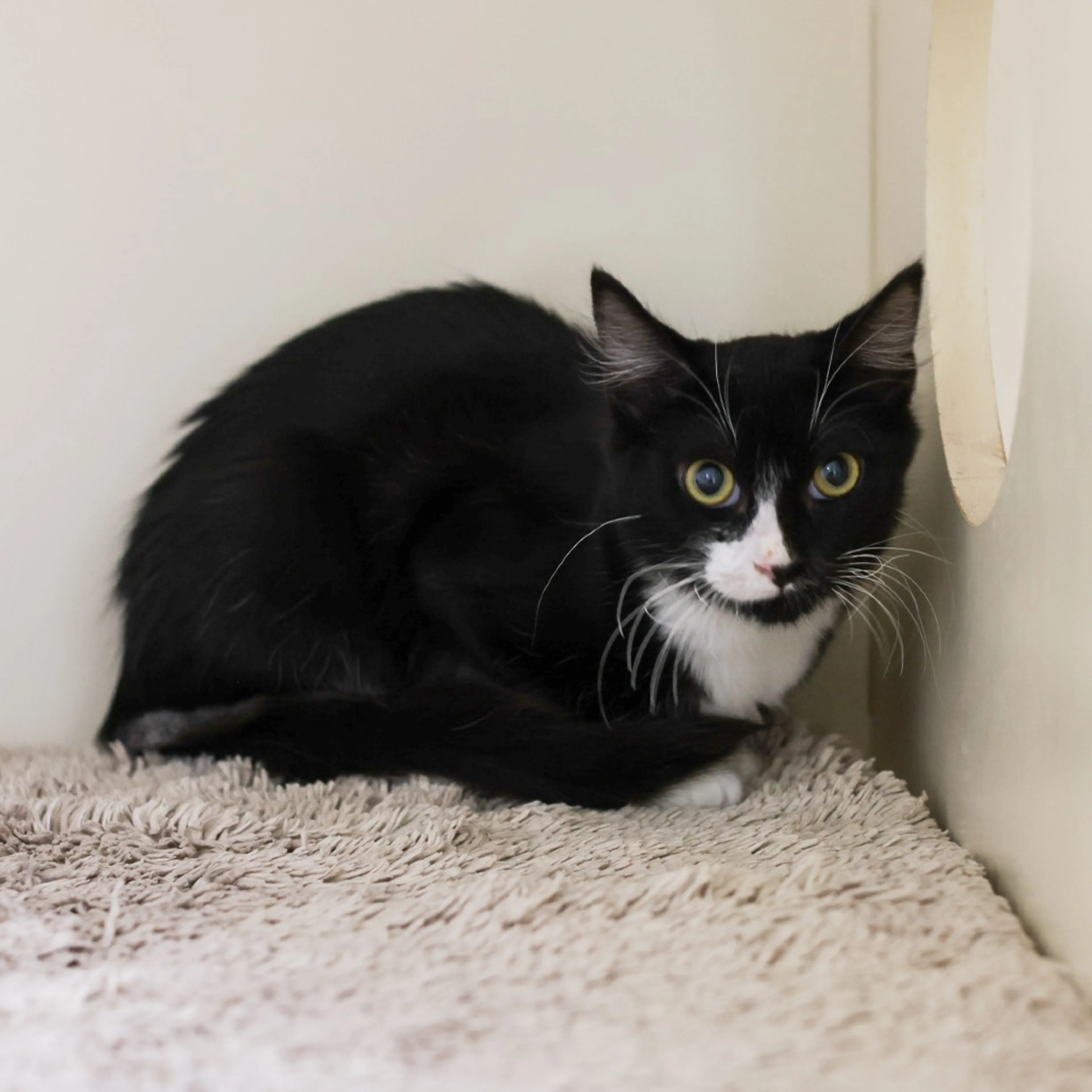 Found pet-1