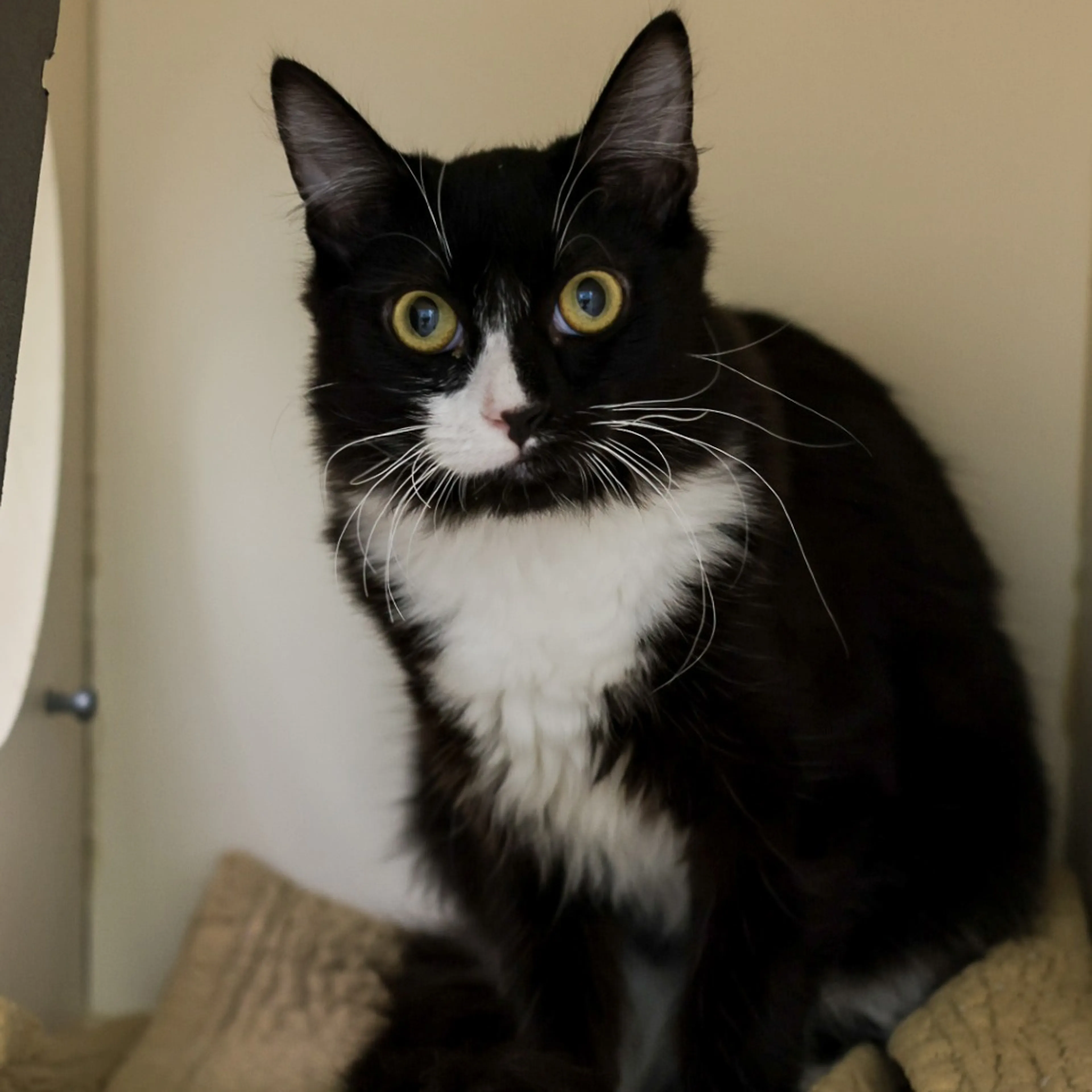 Found pet-2
