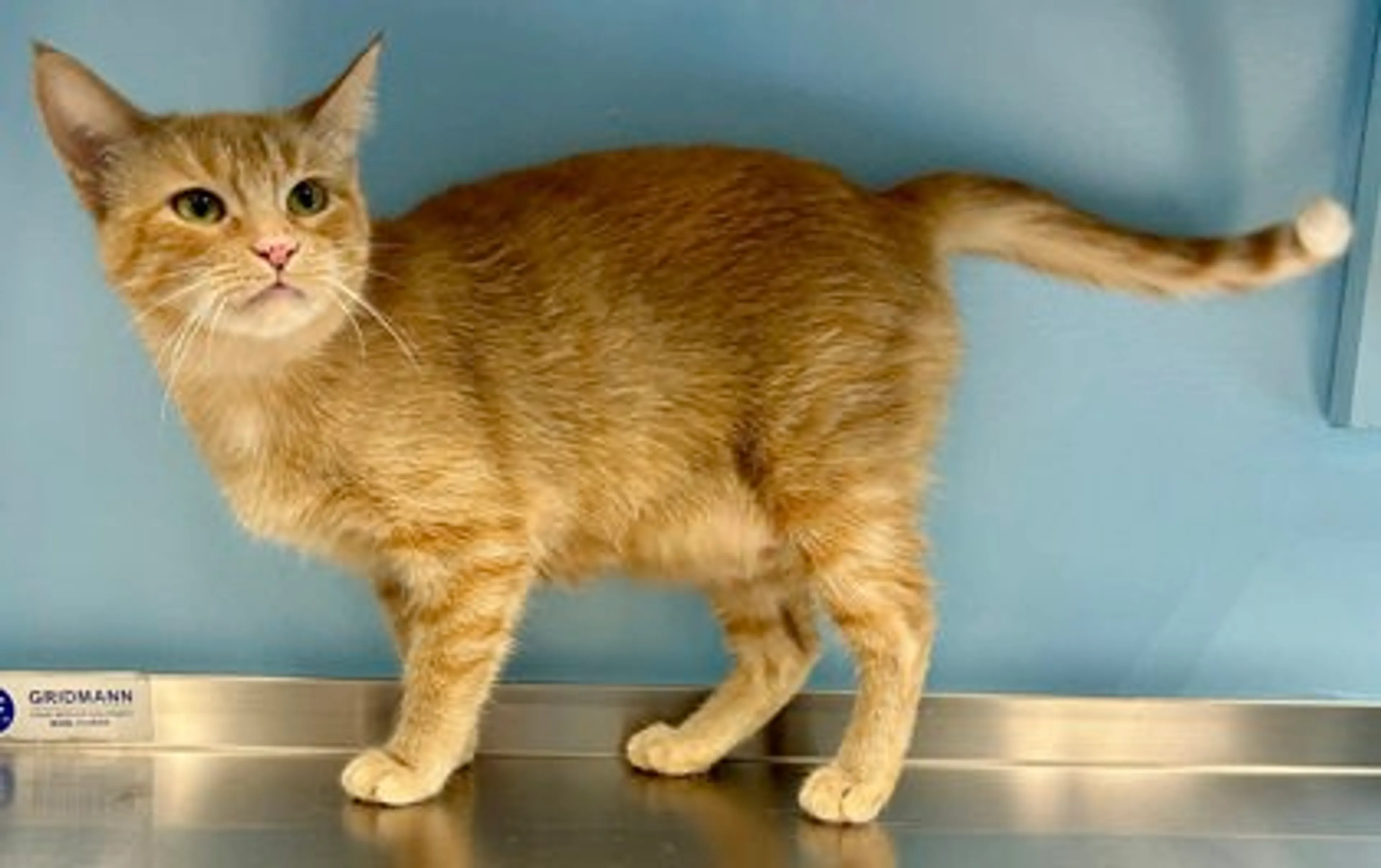 Found pet