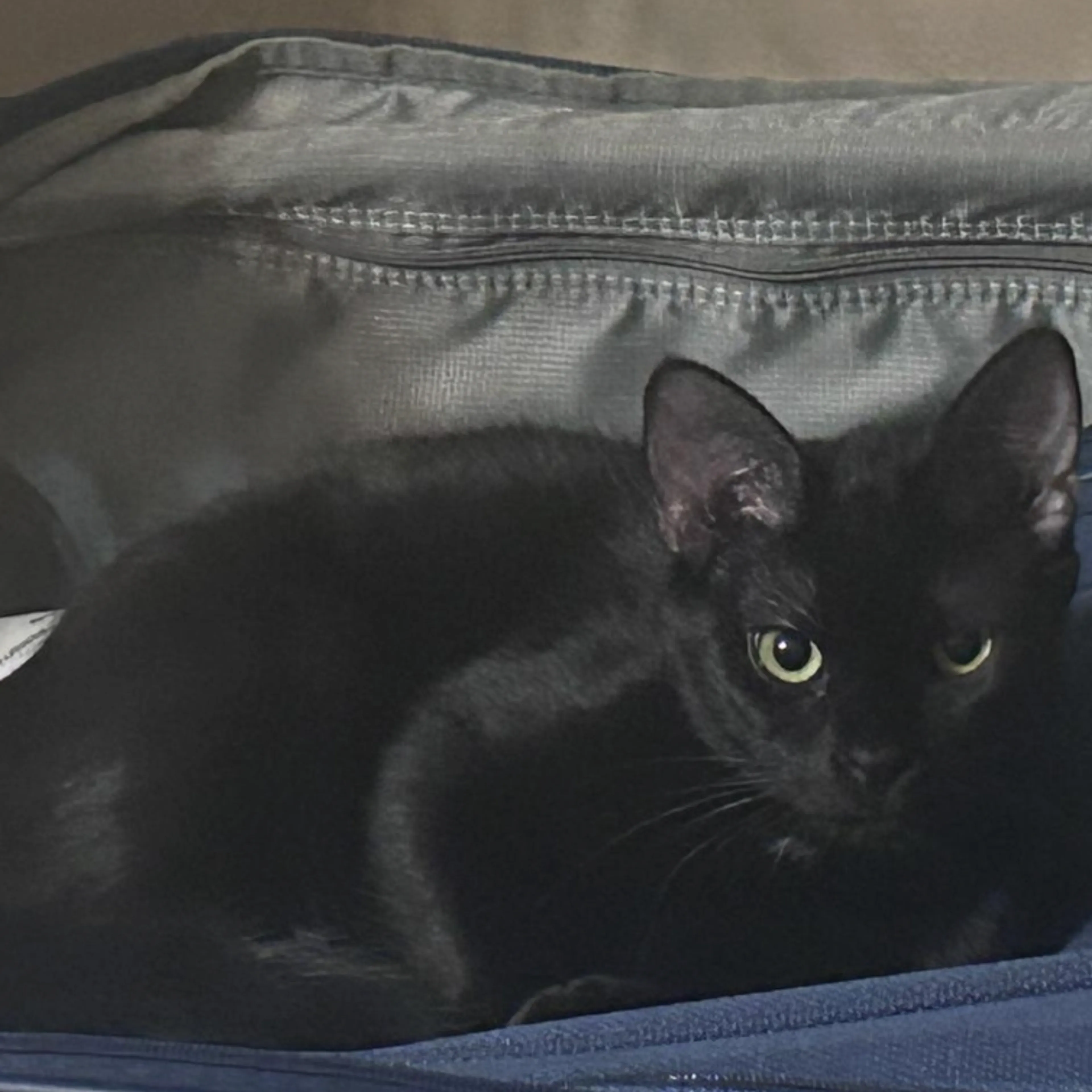 Found pet-1
