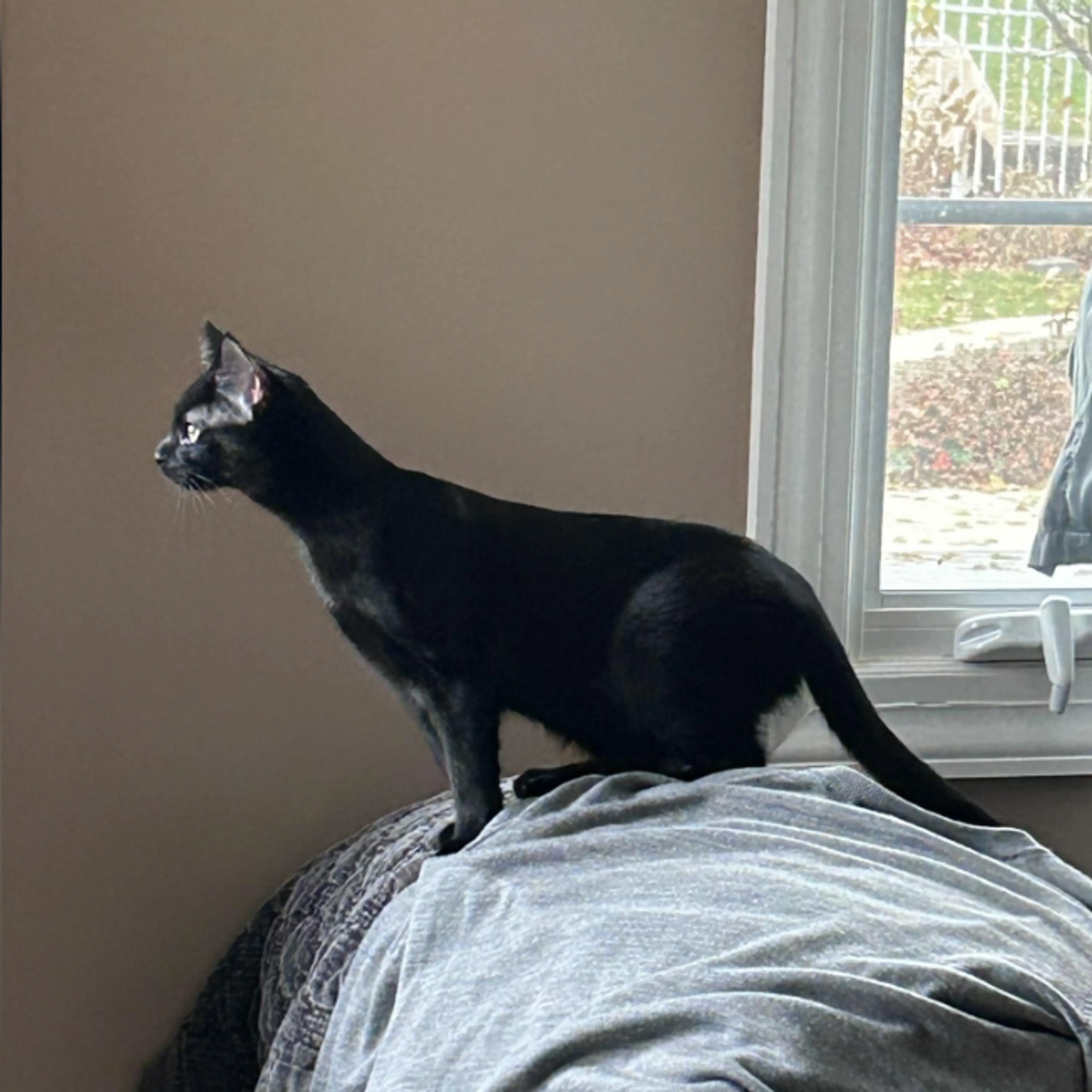 Found pet-3