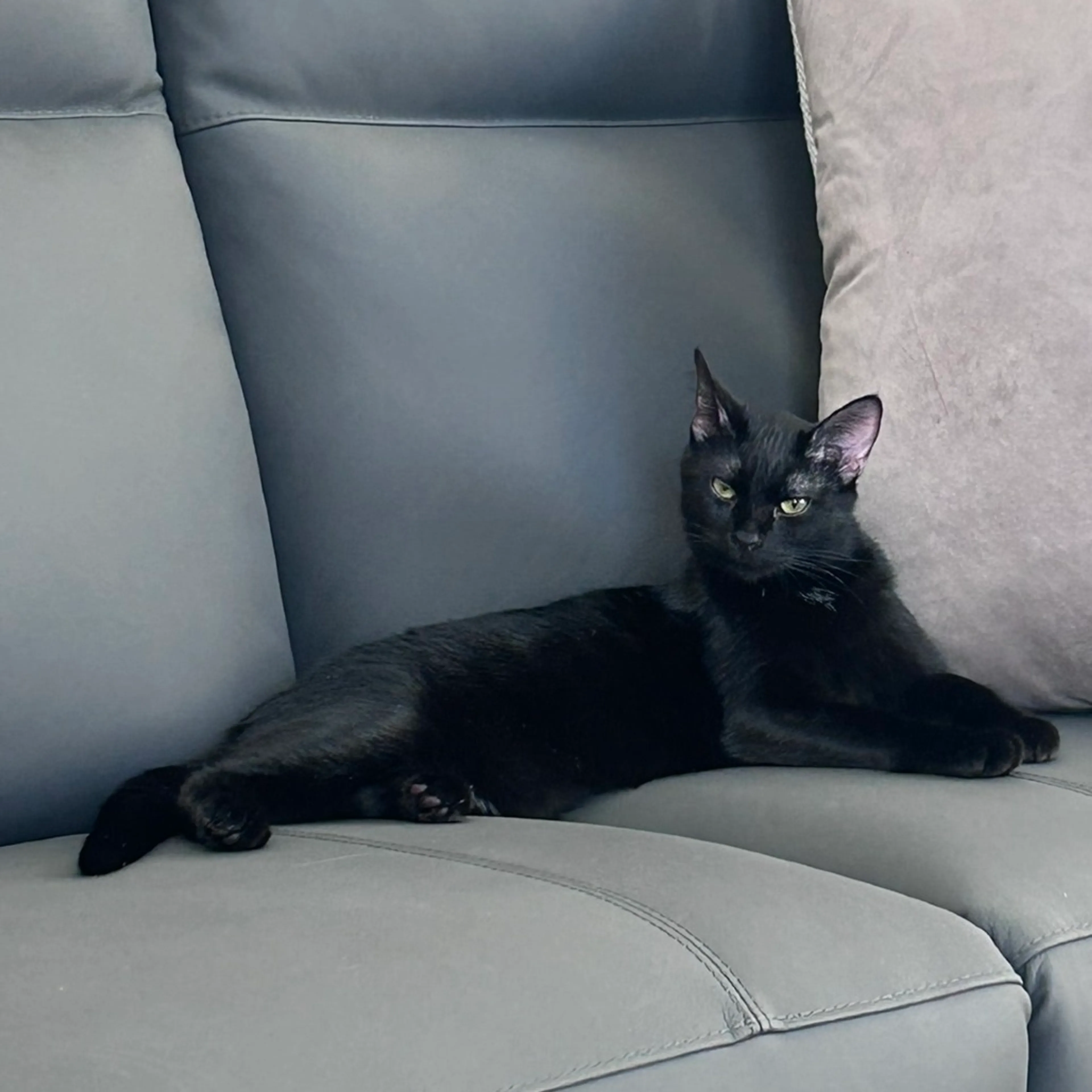 Found pet-0