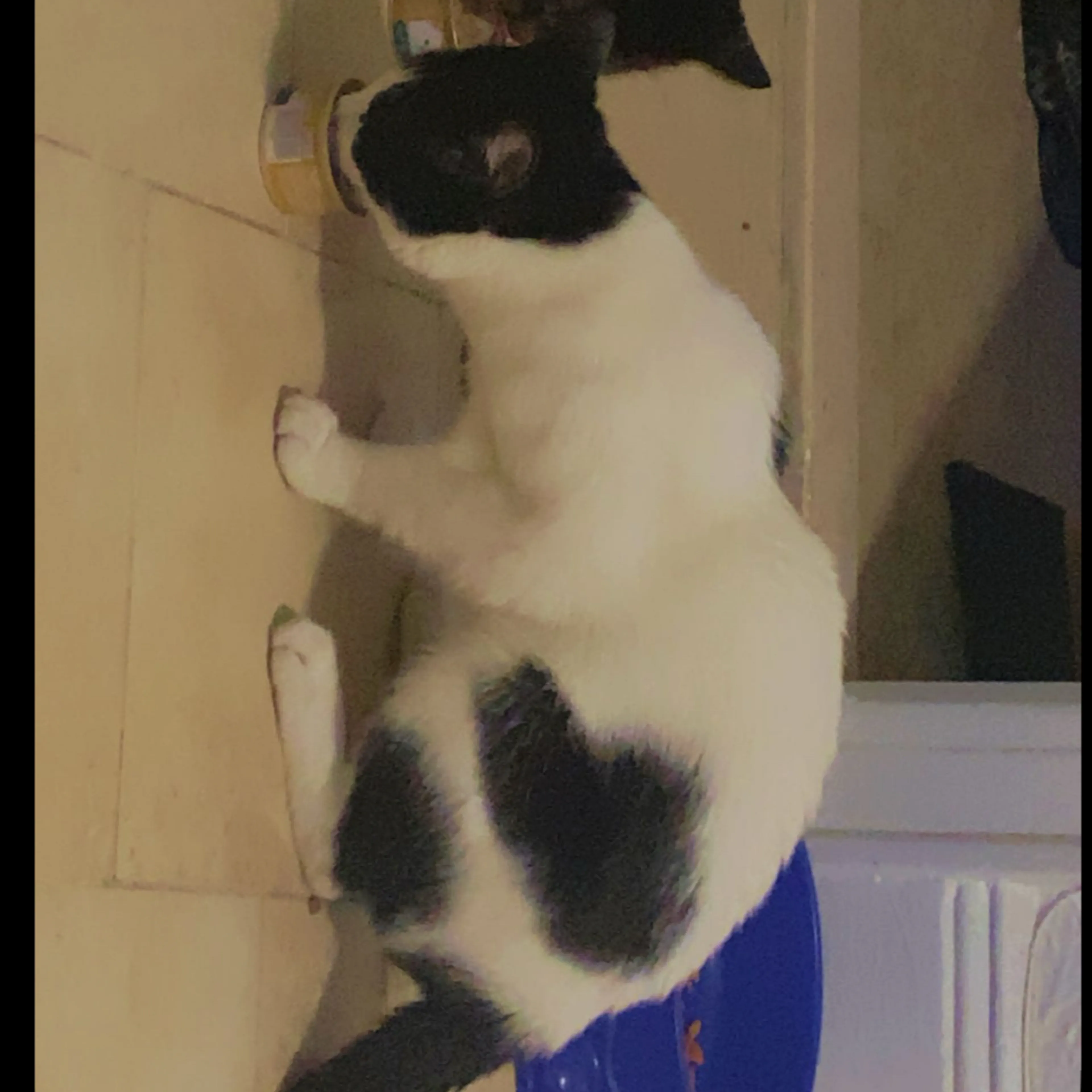 Lost pet-3