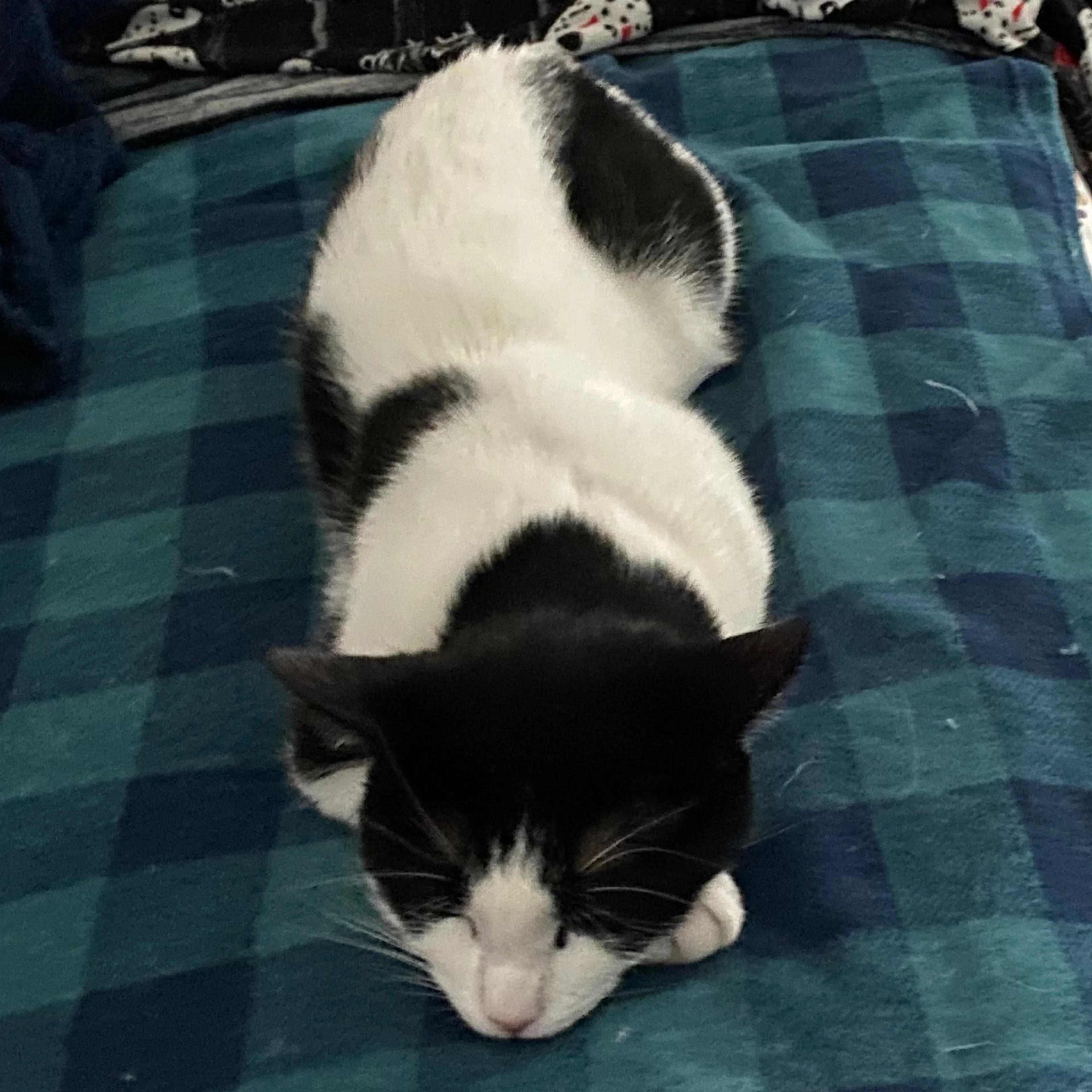 Lost pet-1
