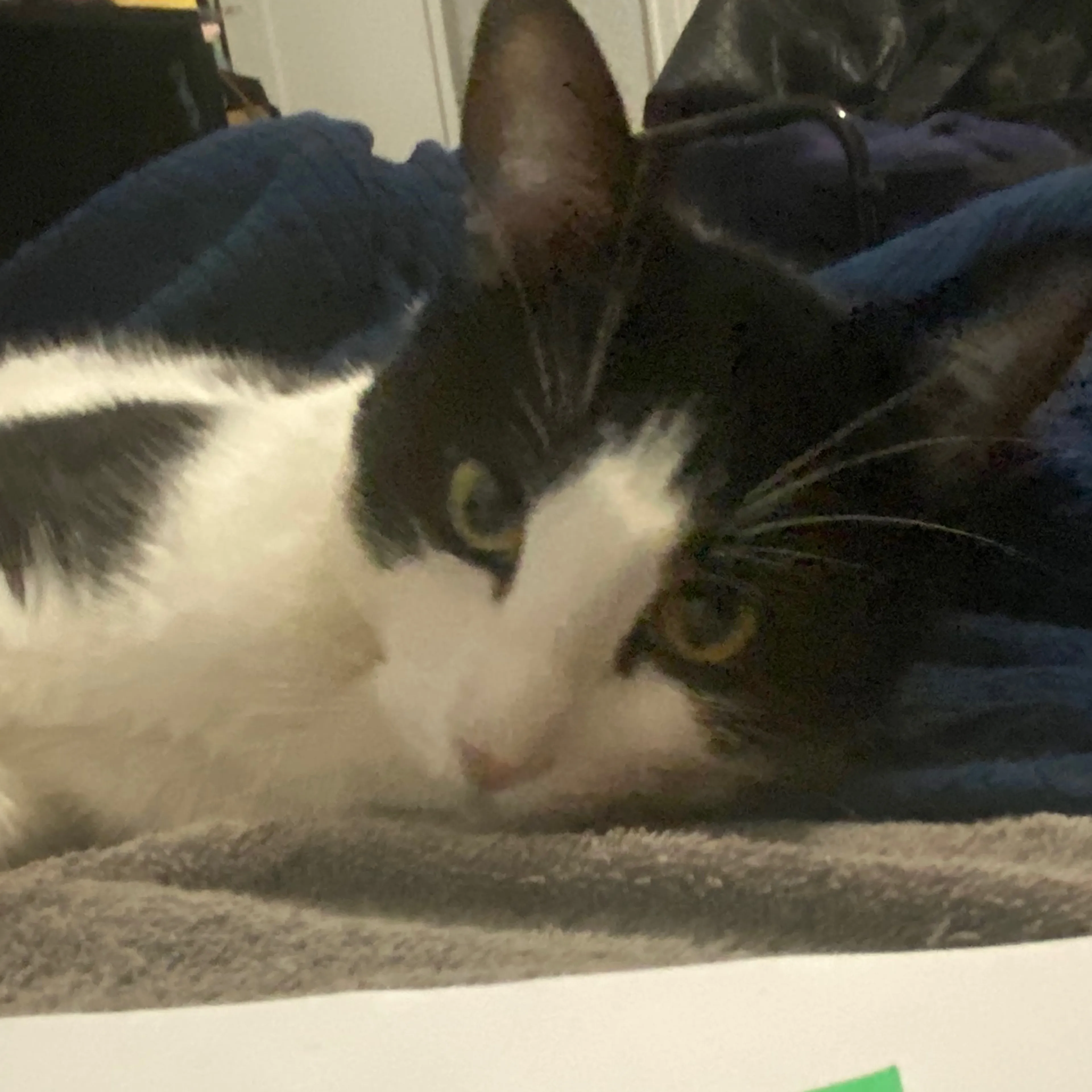 Lost pet-2