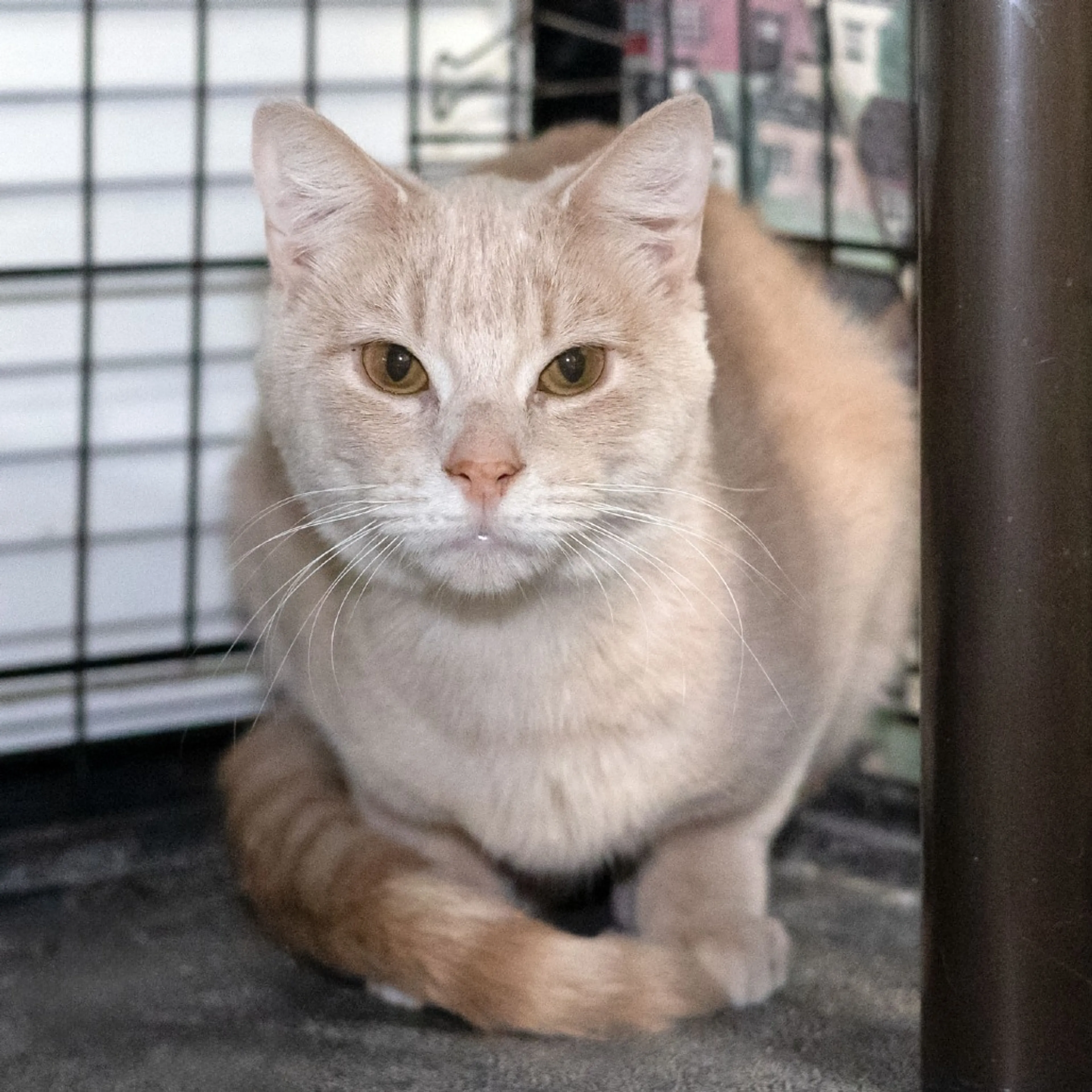 Found pet-1
