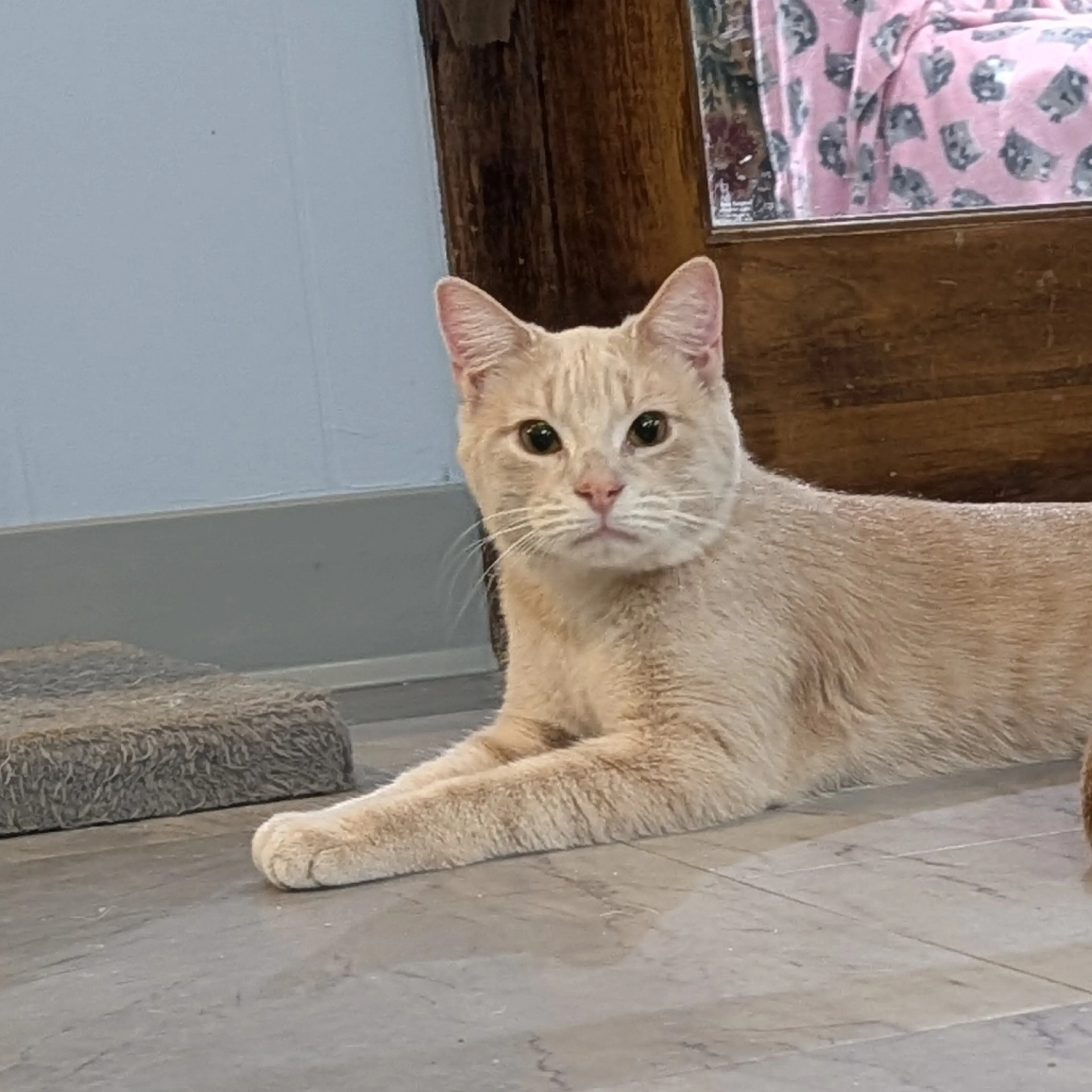 Found pet-3