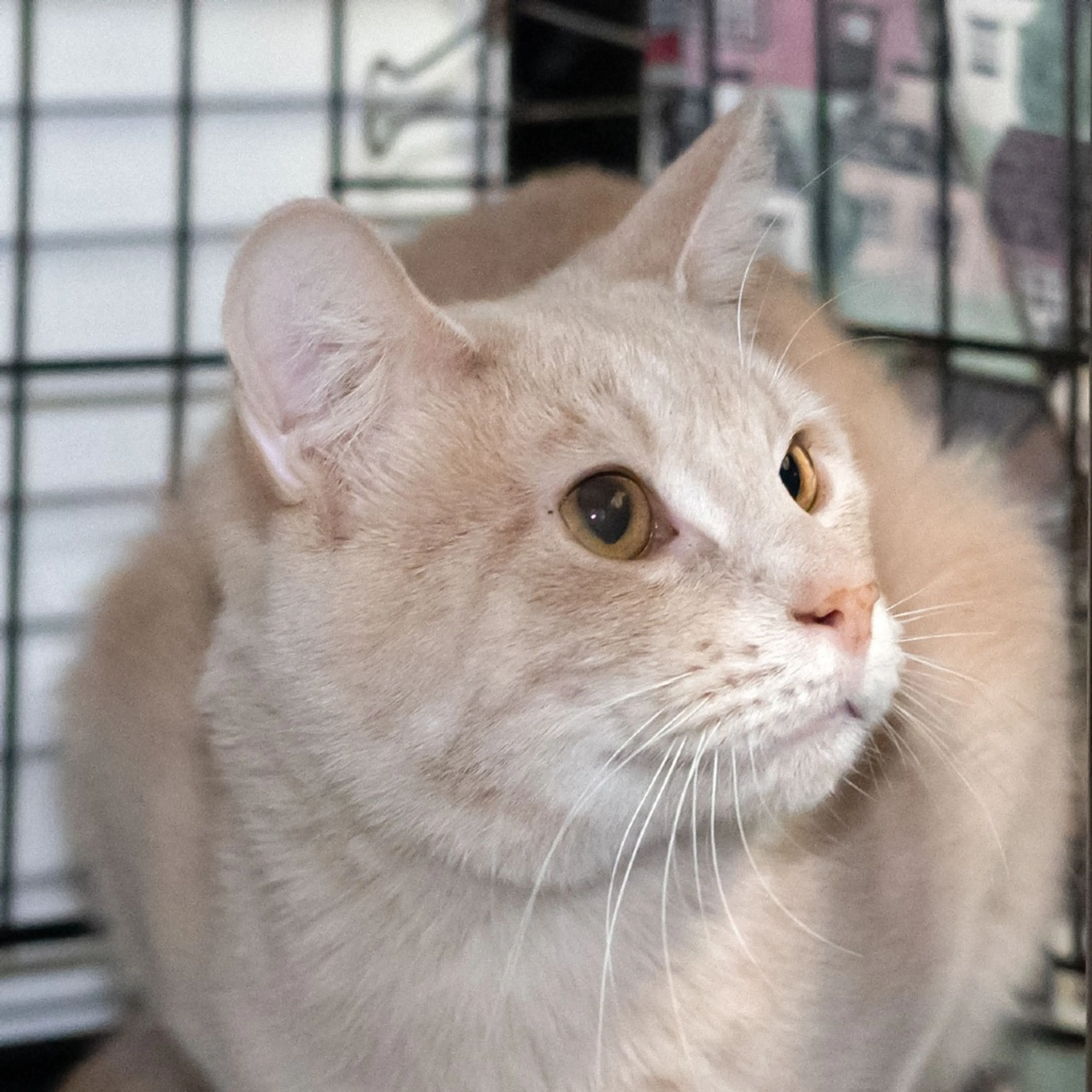 Found pet-2