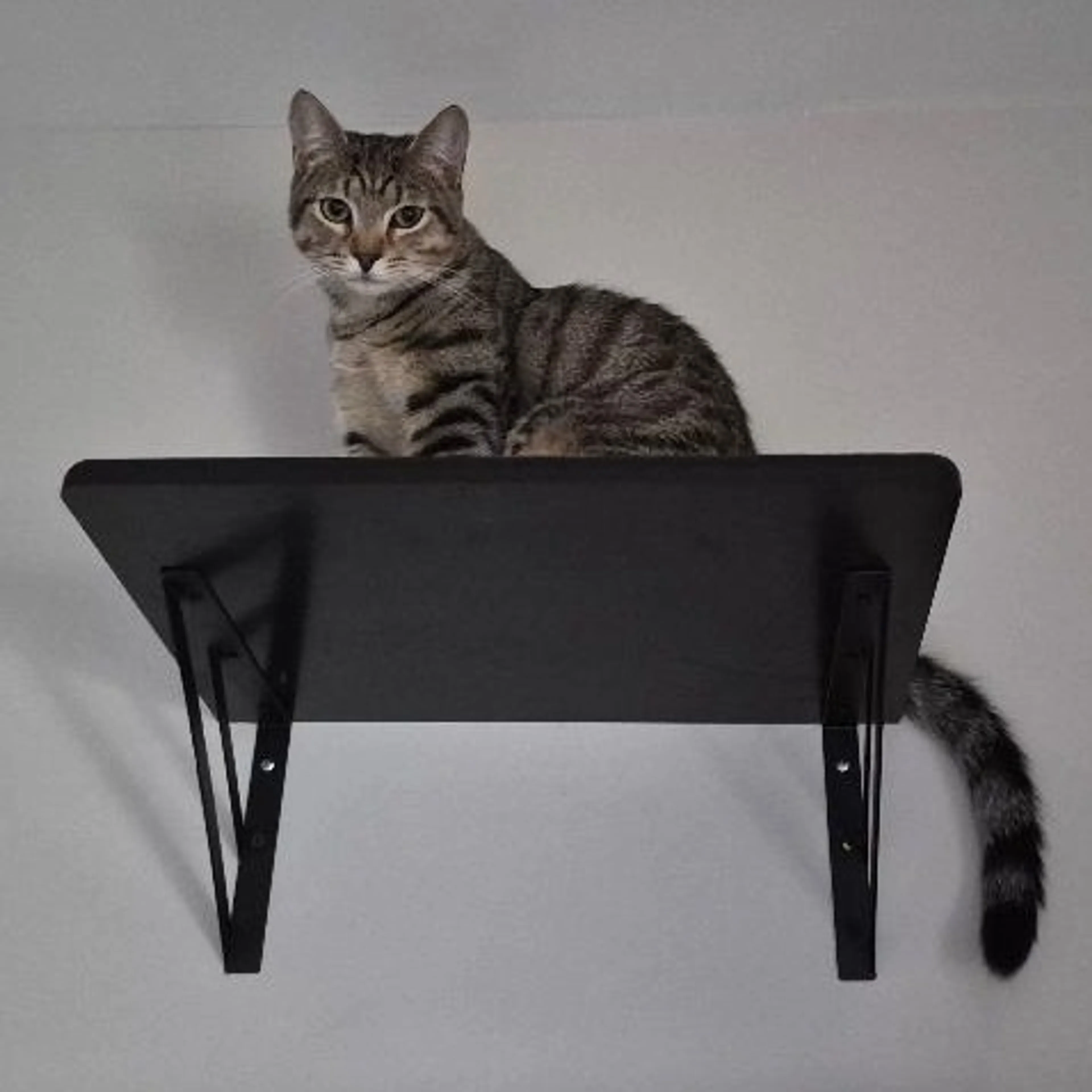 Found pet-0