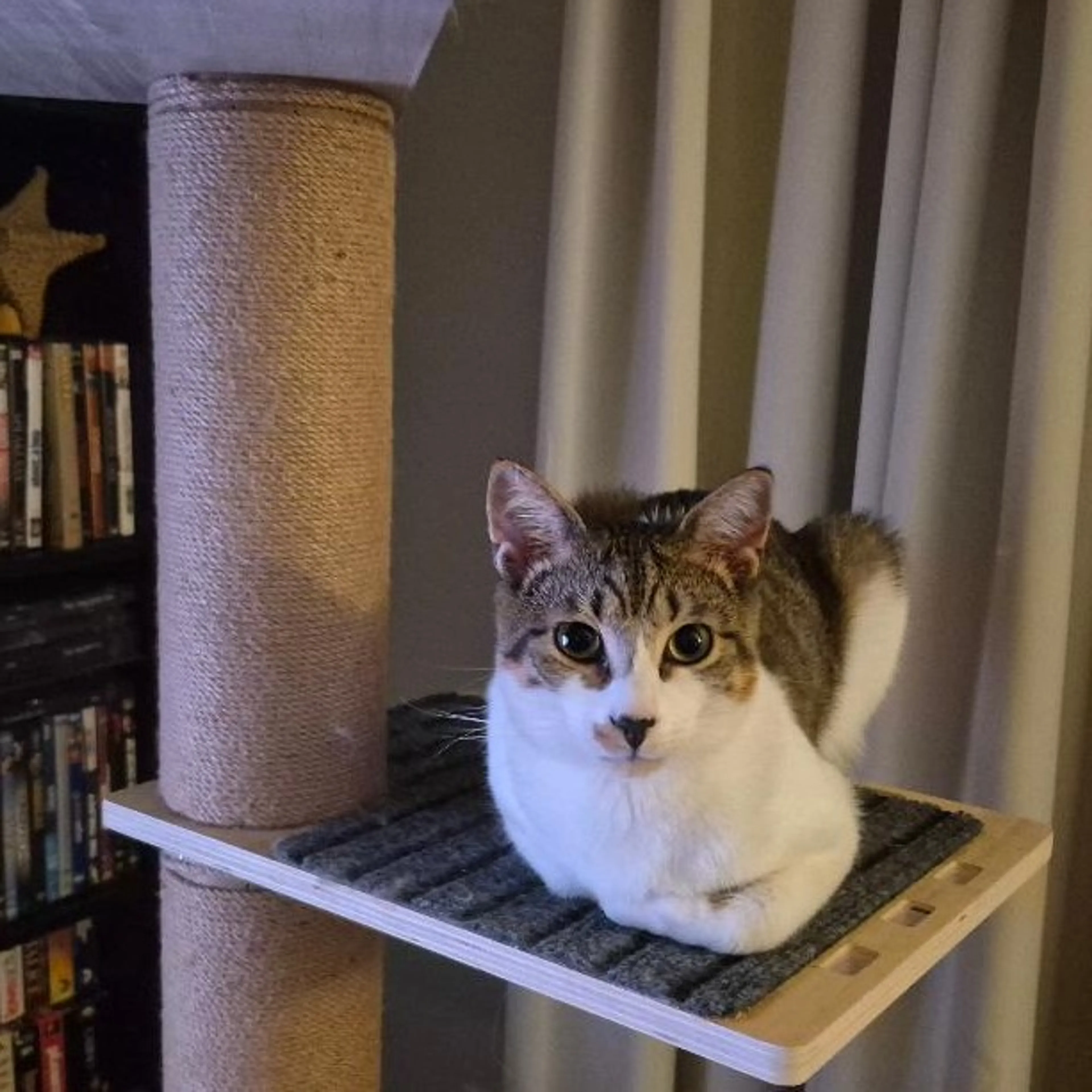 Found pet-0