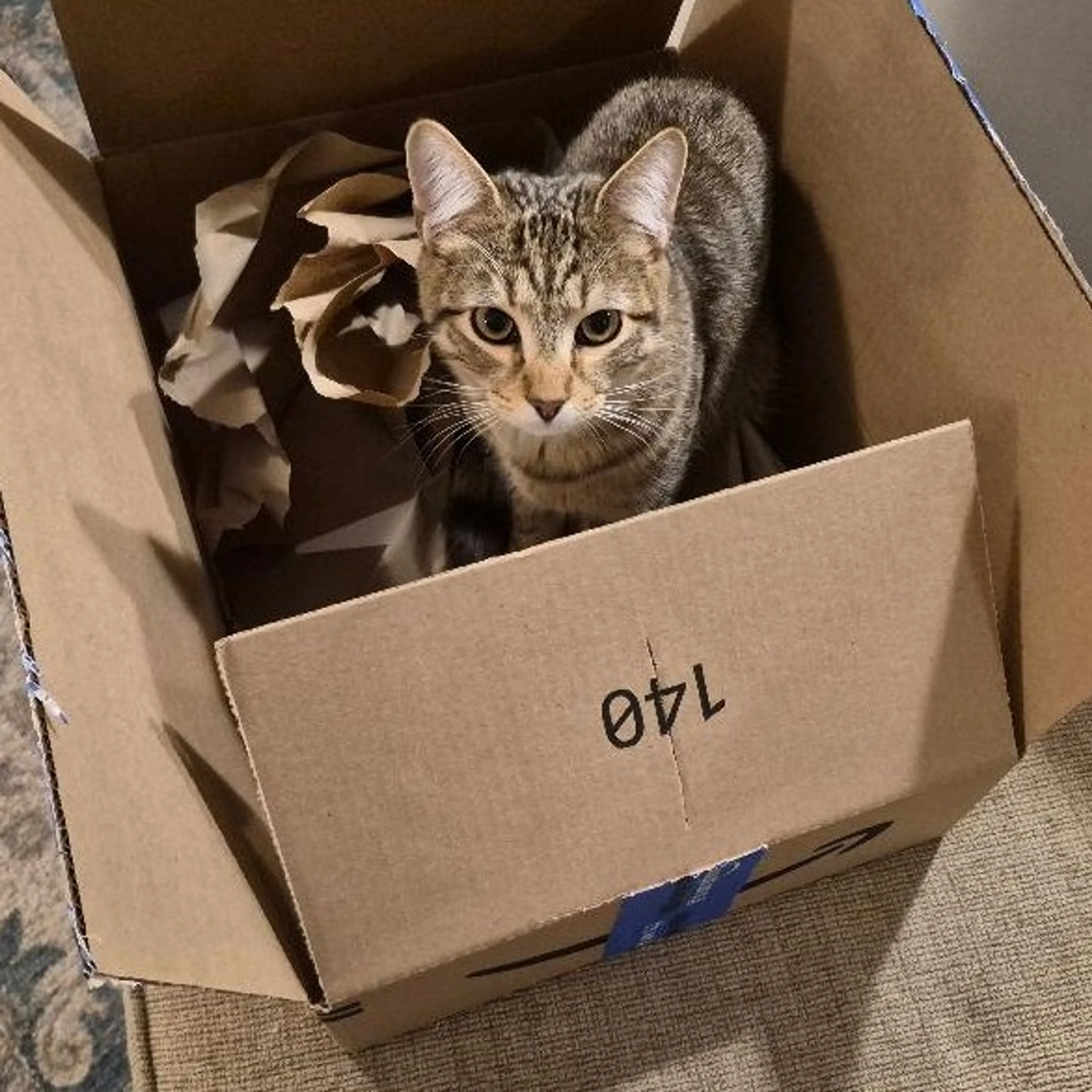 Found pet-0