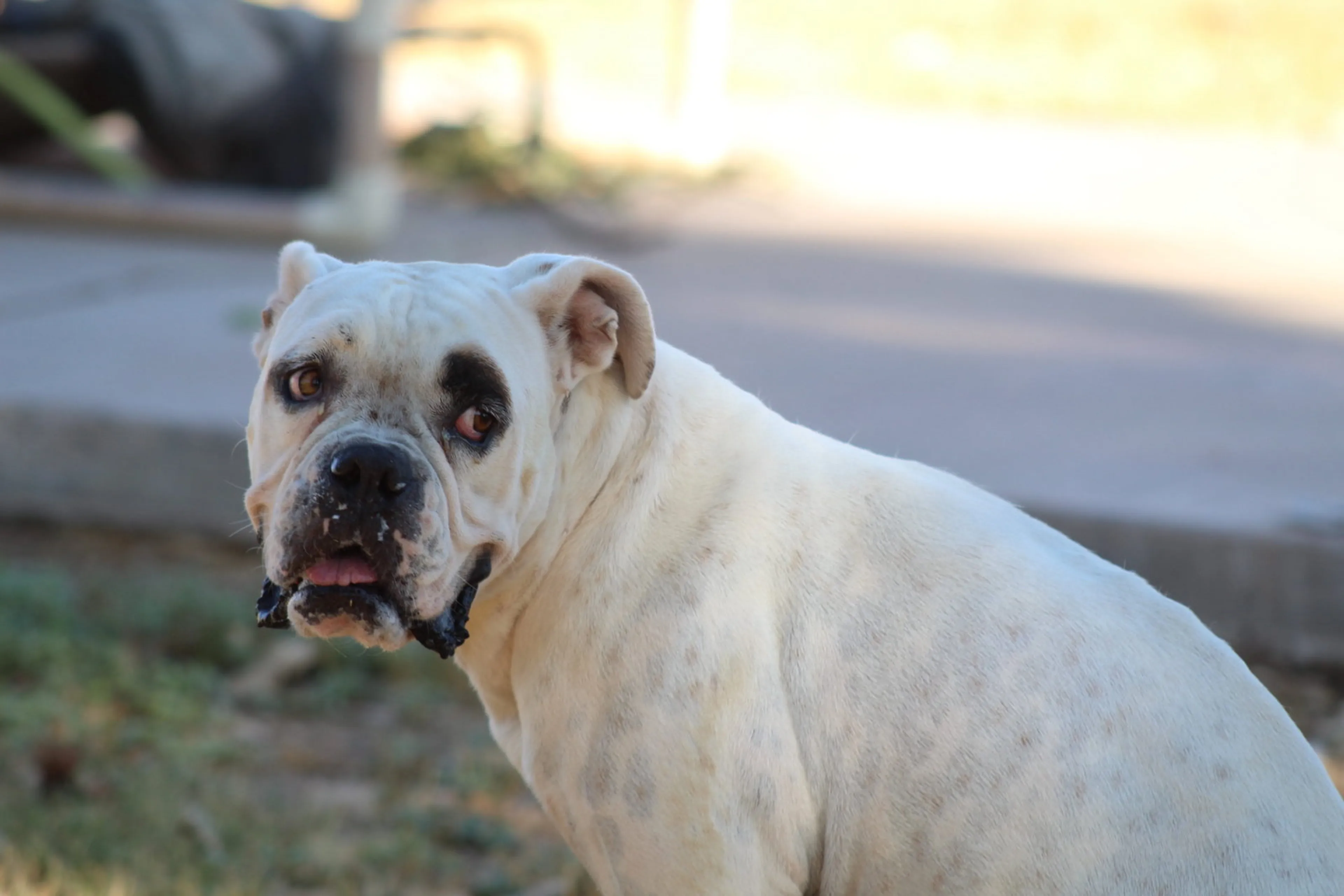 Found pet-2