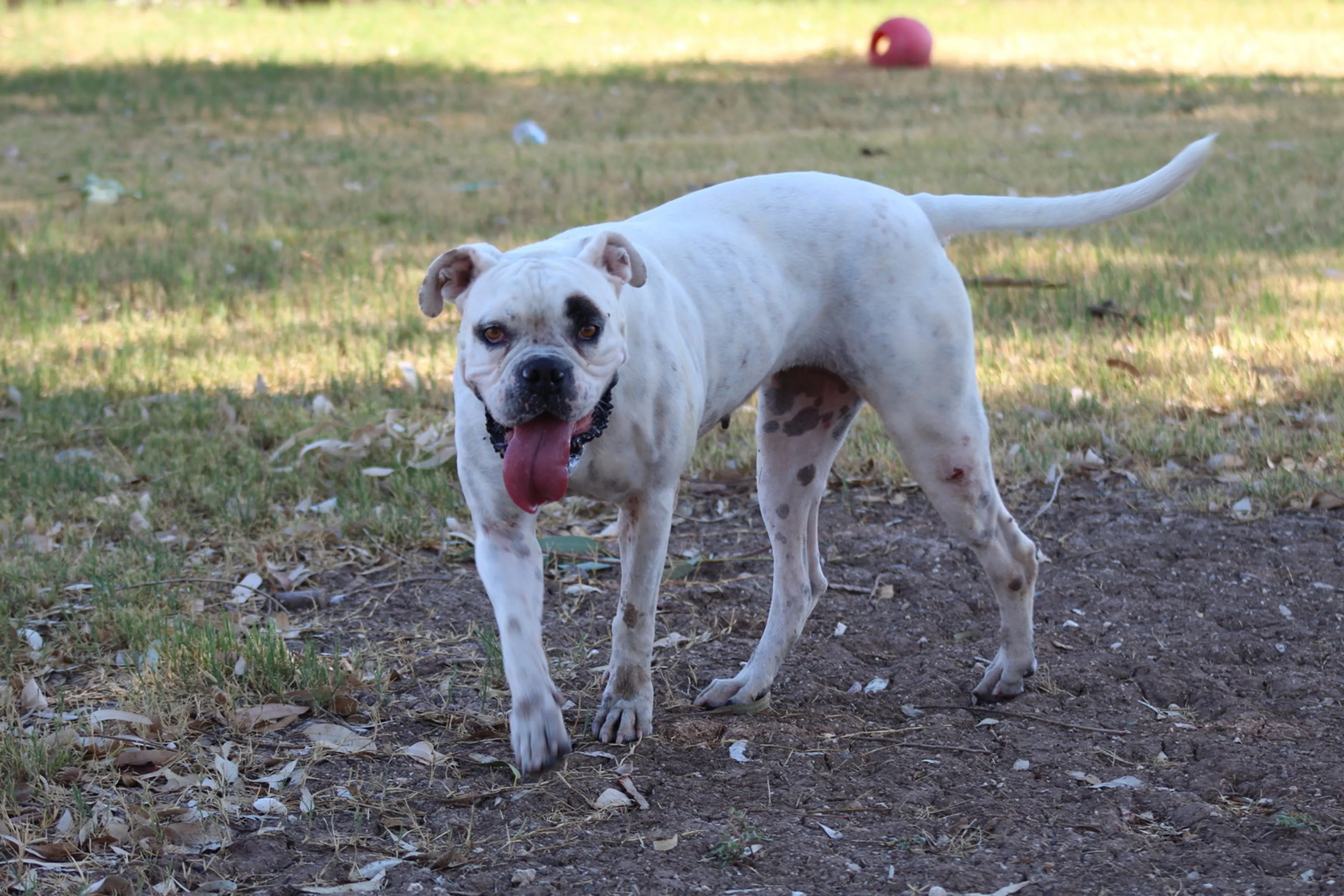 Found pet-1
