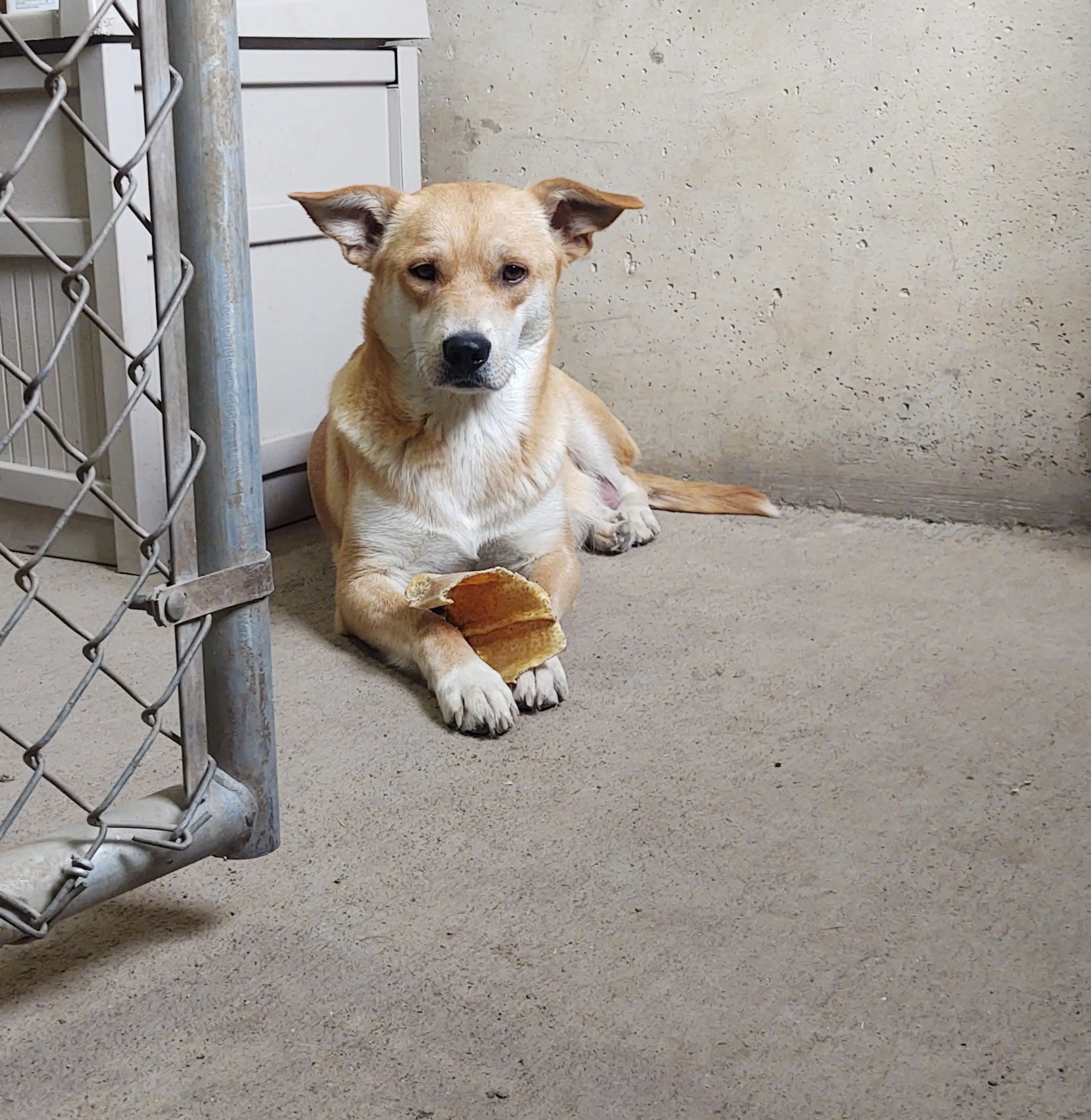 Found pet-2