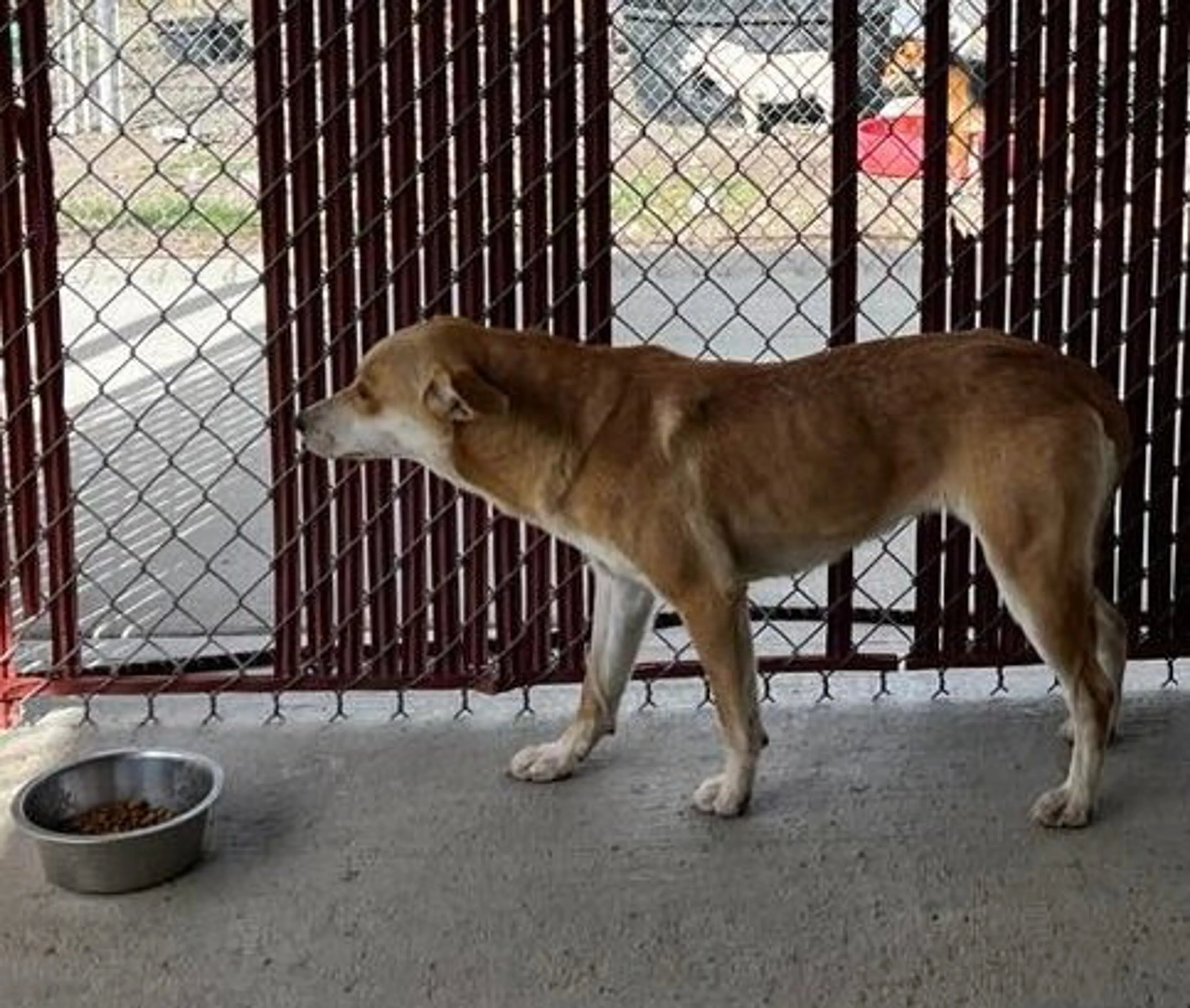 Found pet-1