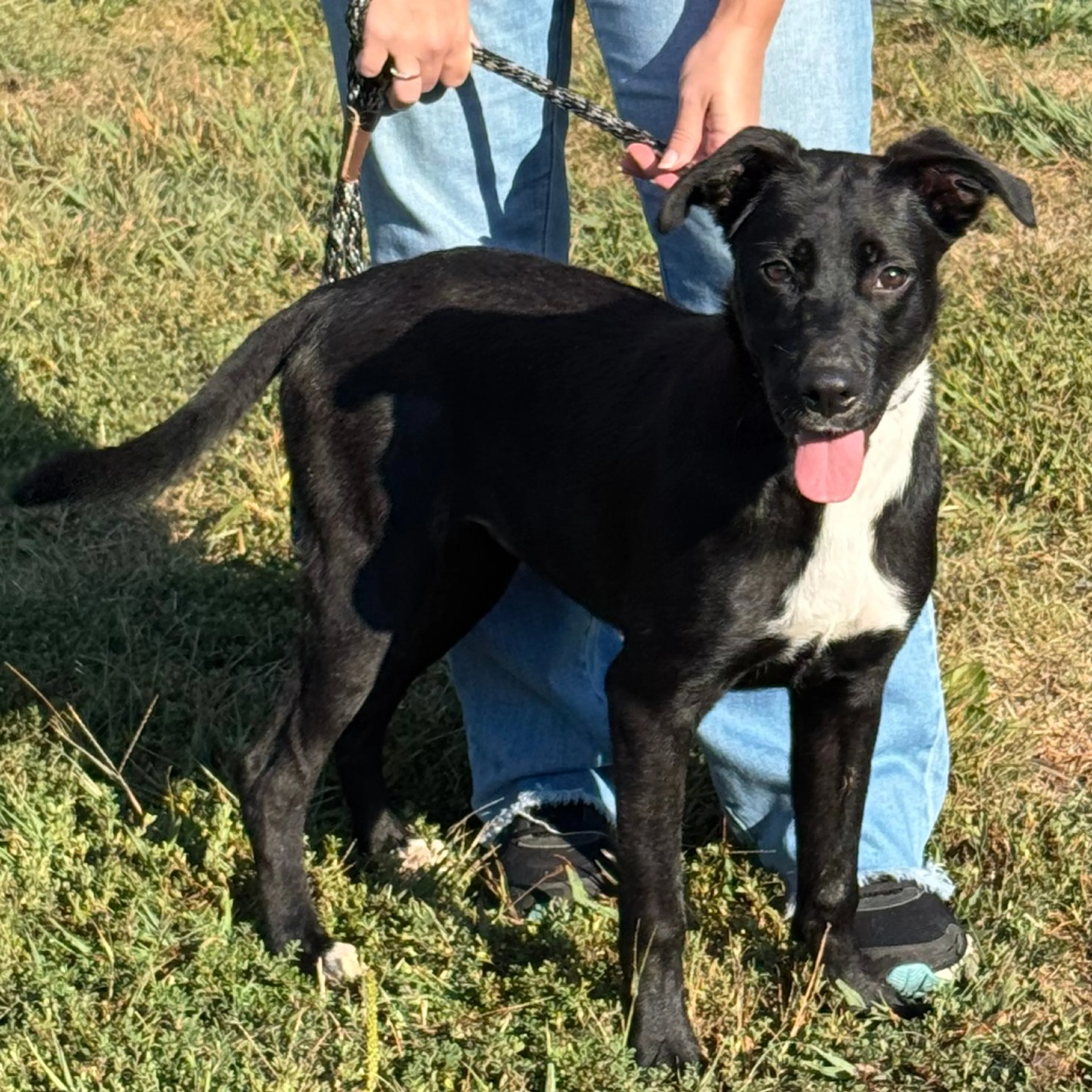 Found pet-2