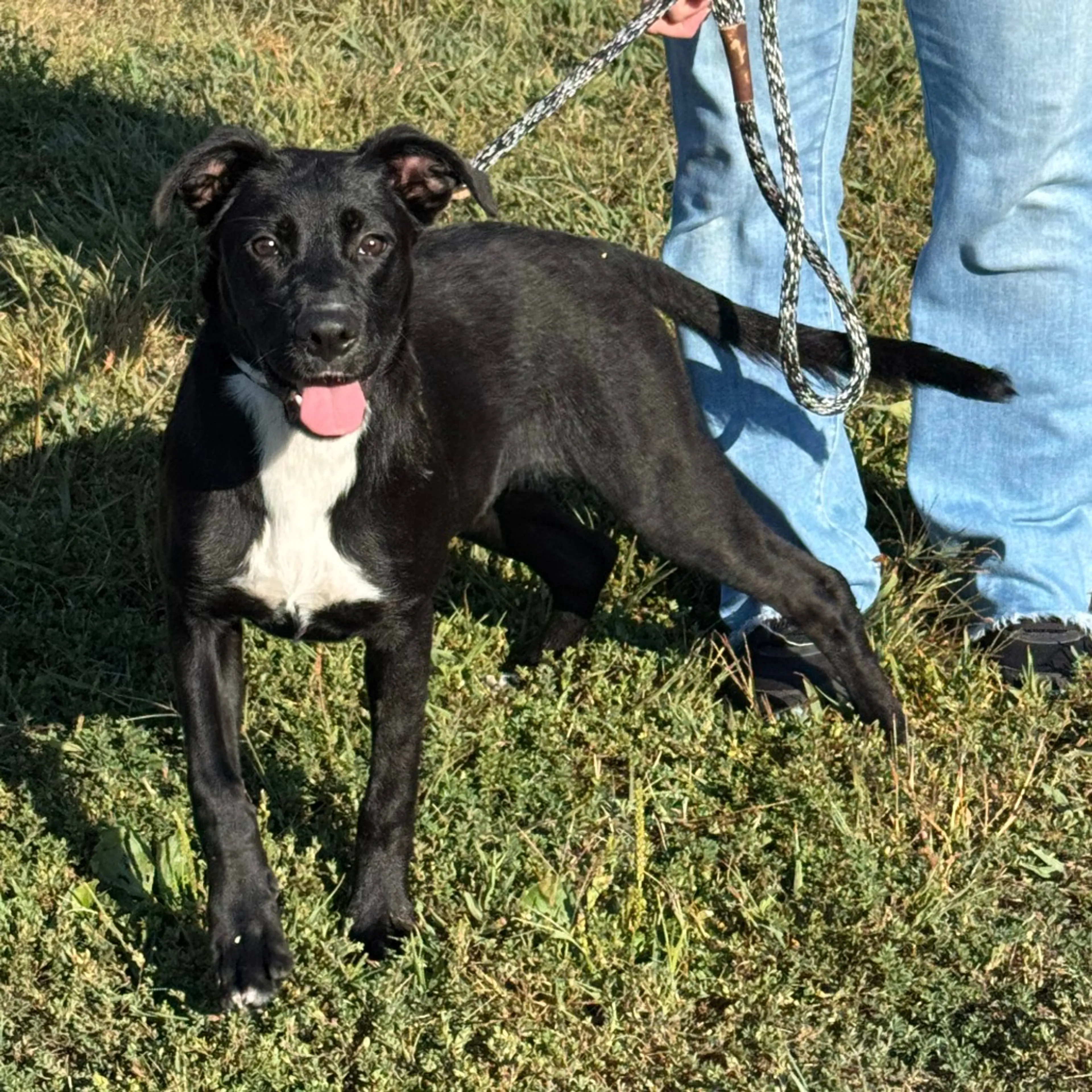 Found pet-3