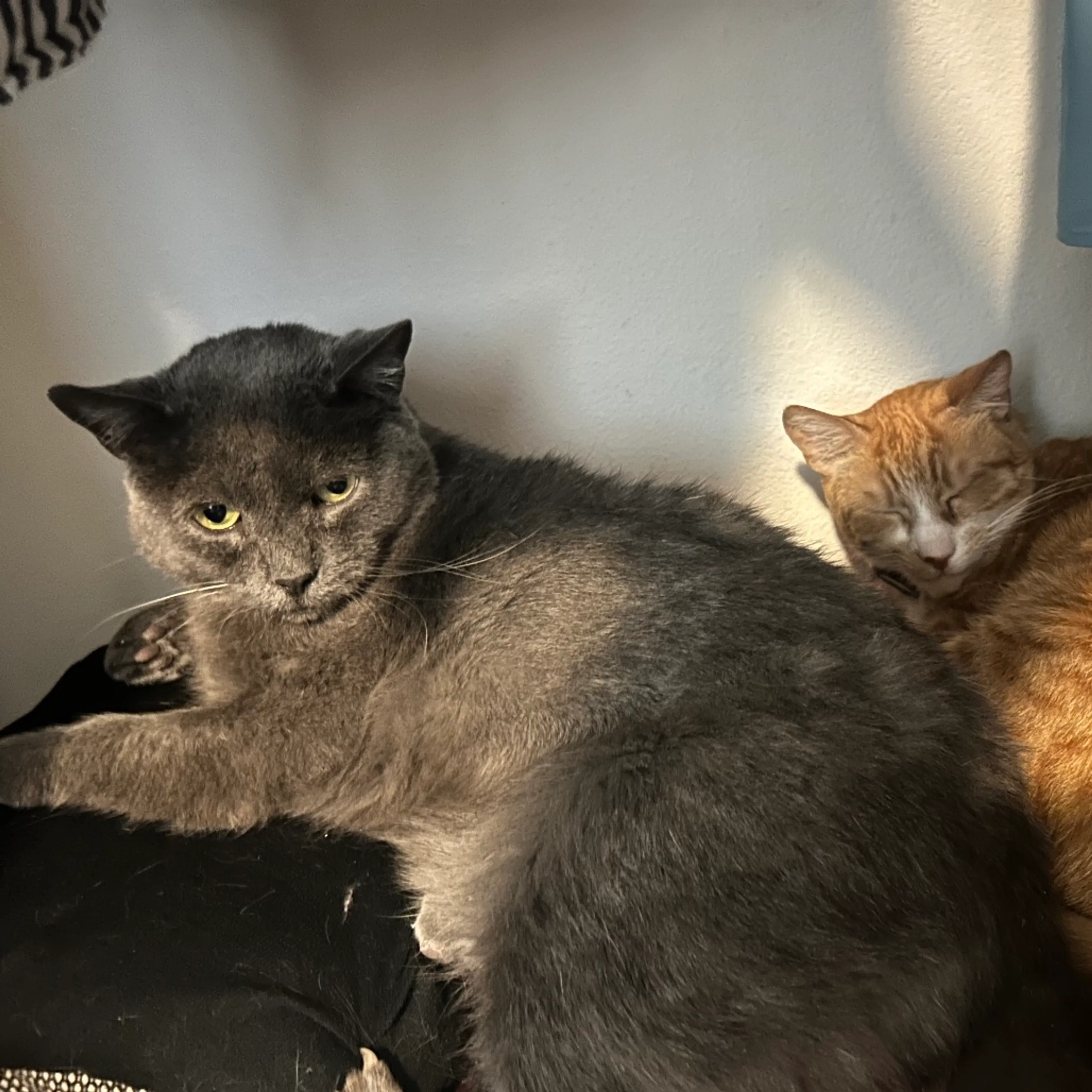Found pet-23