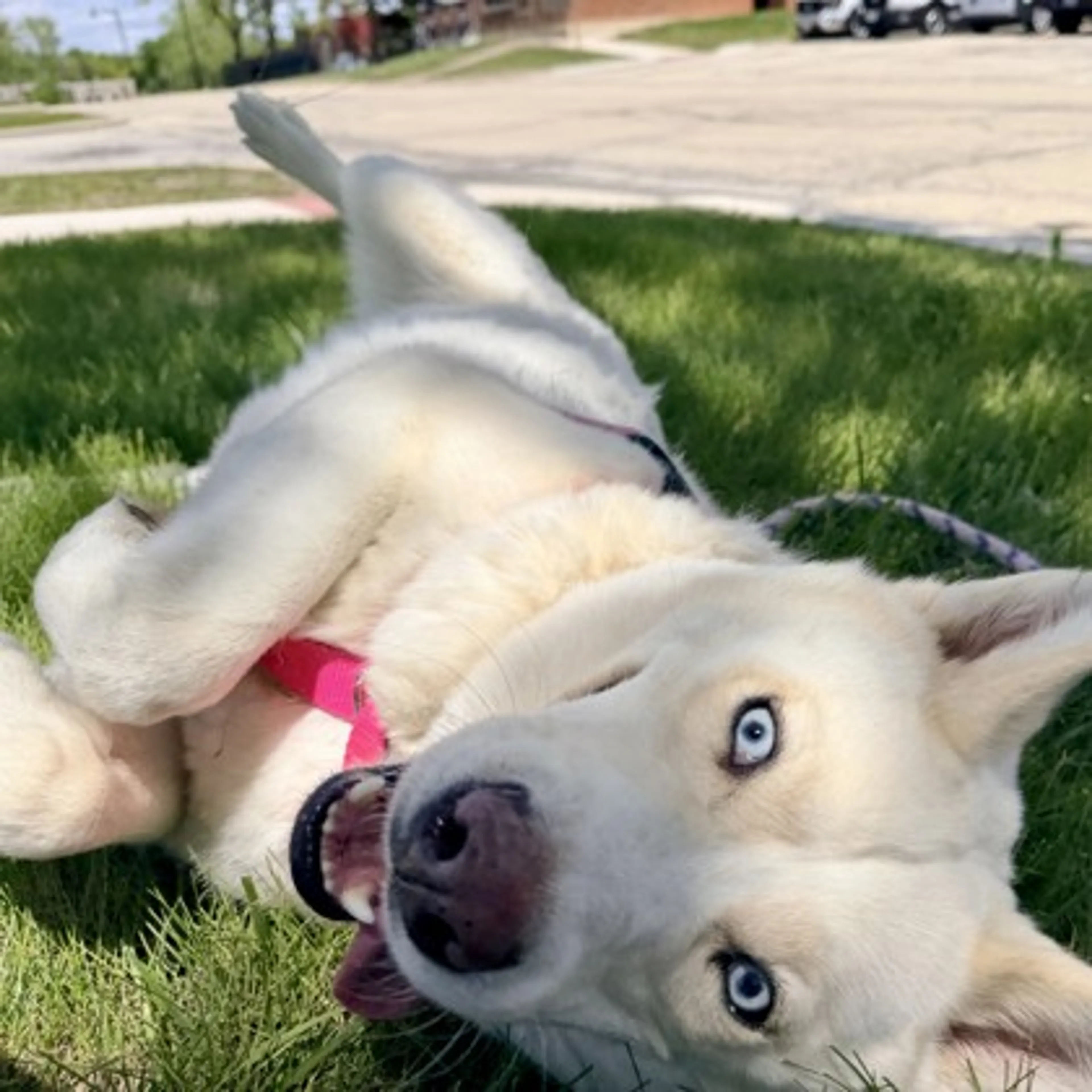 Found pet-1