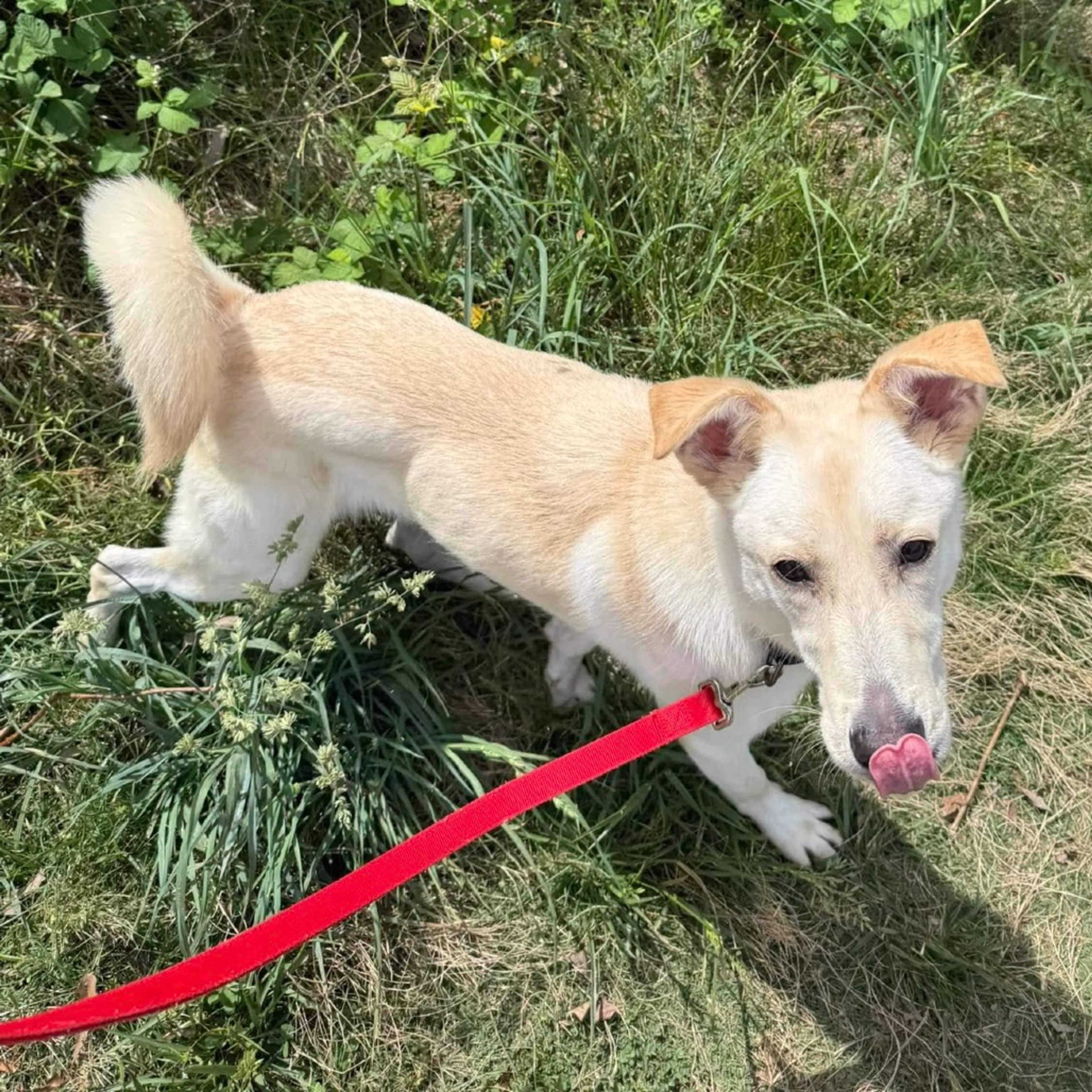 Found pet-7