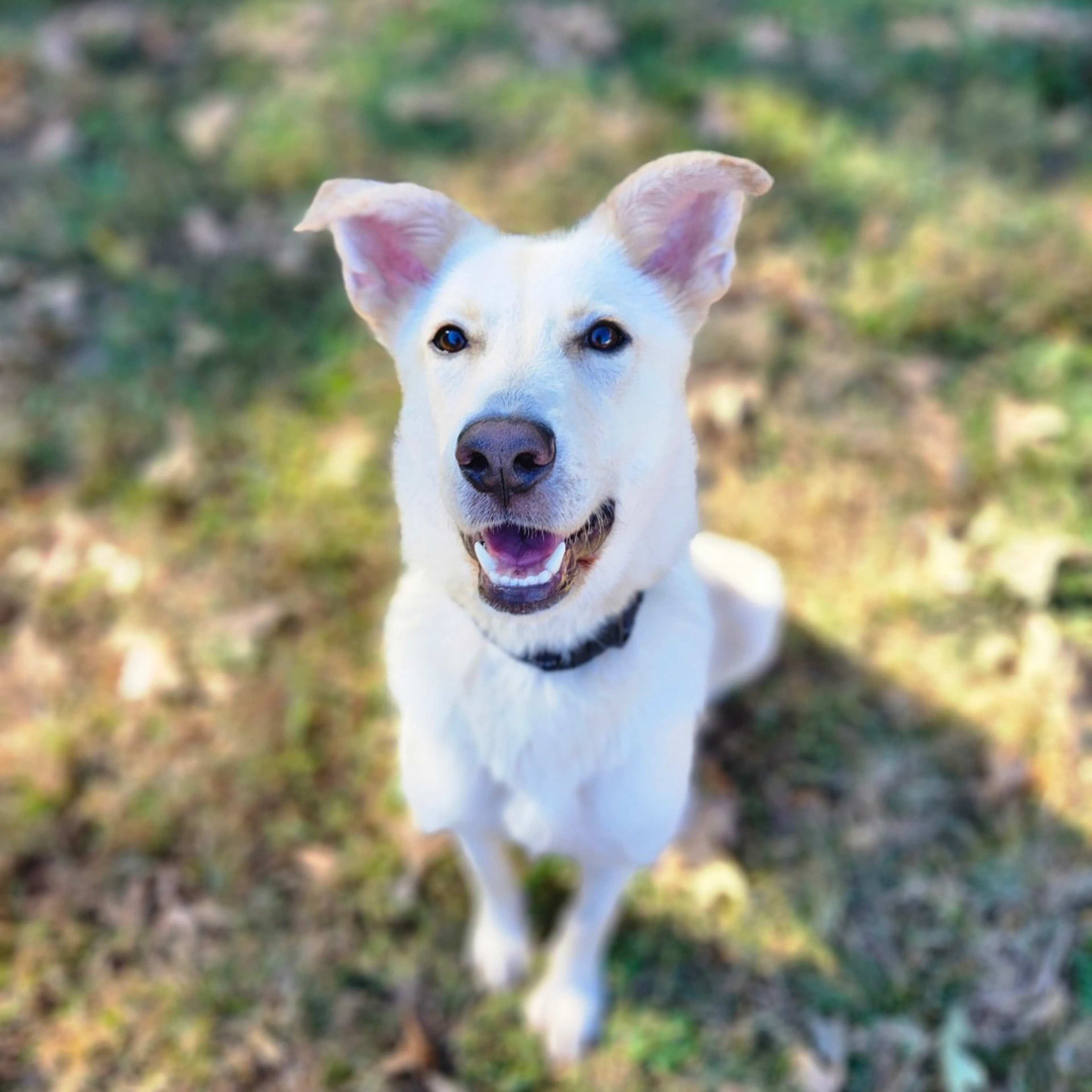 Found pet-5