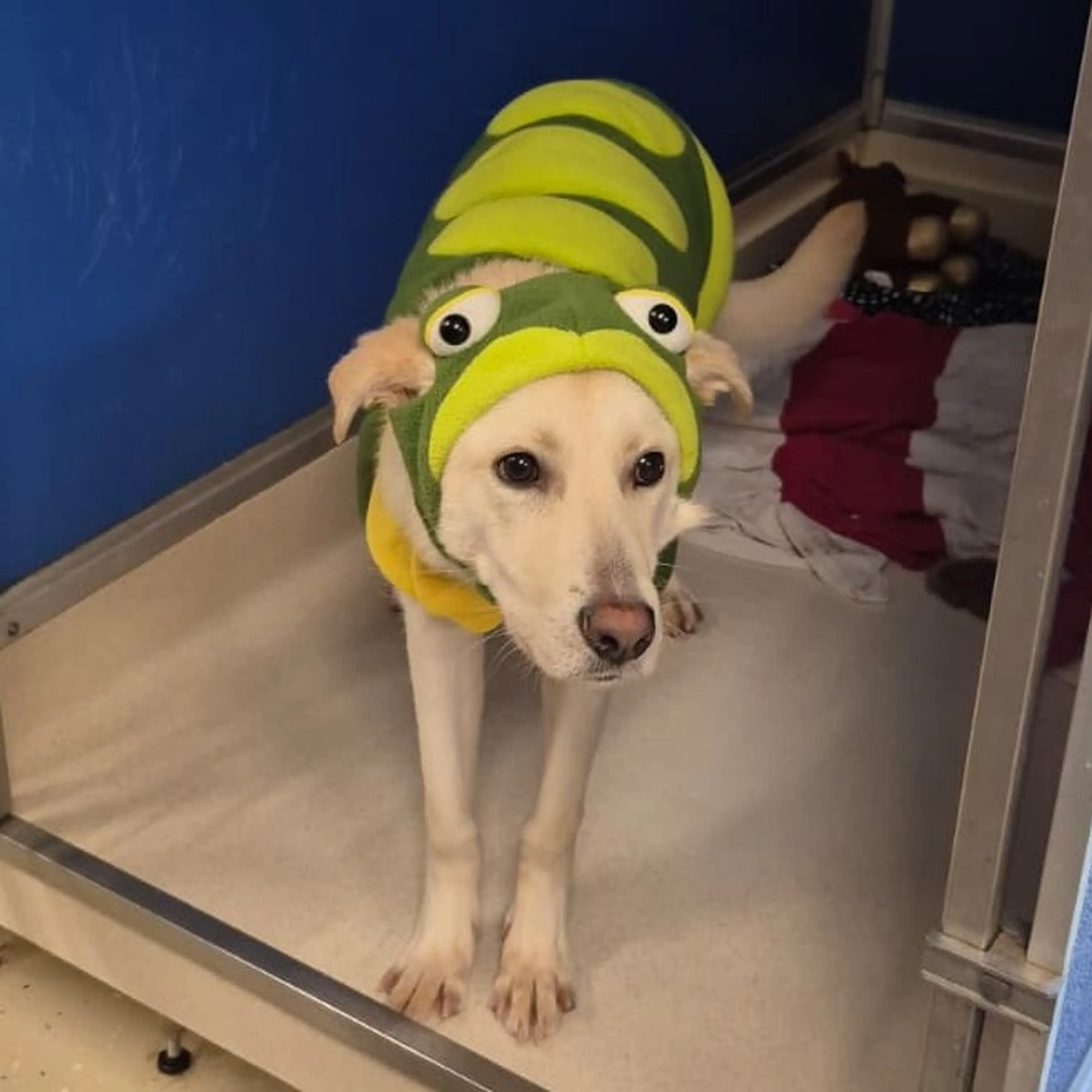 Found pet-2