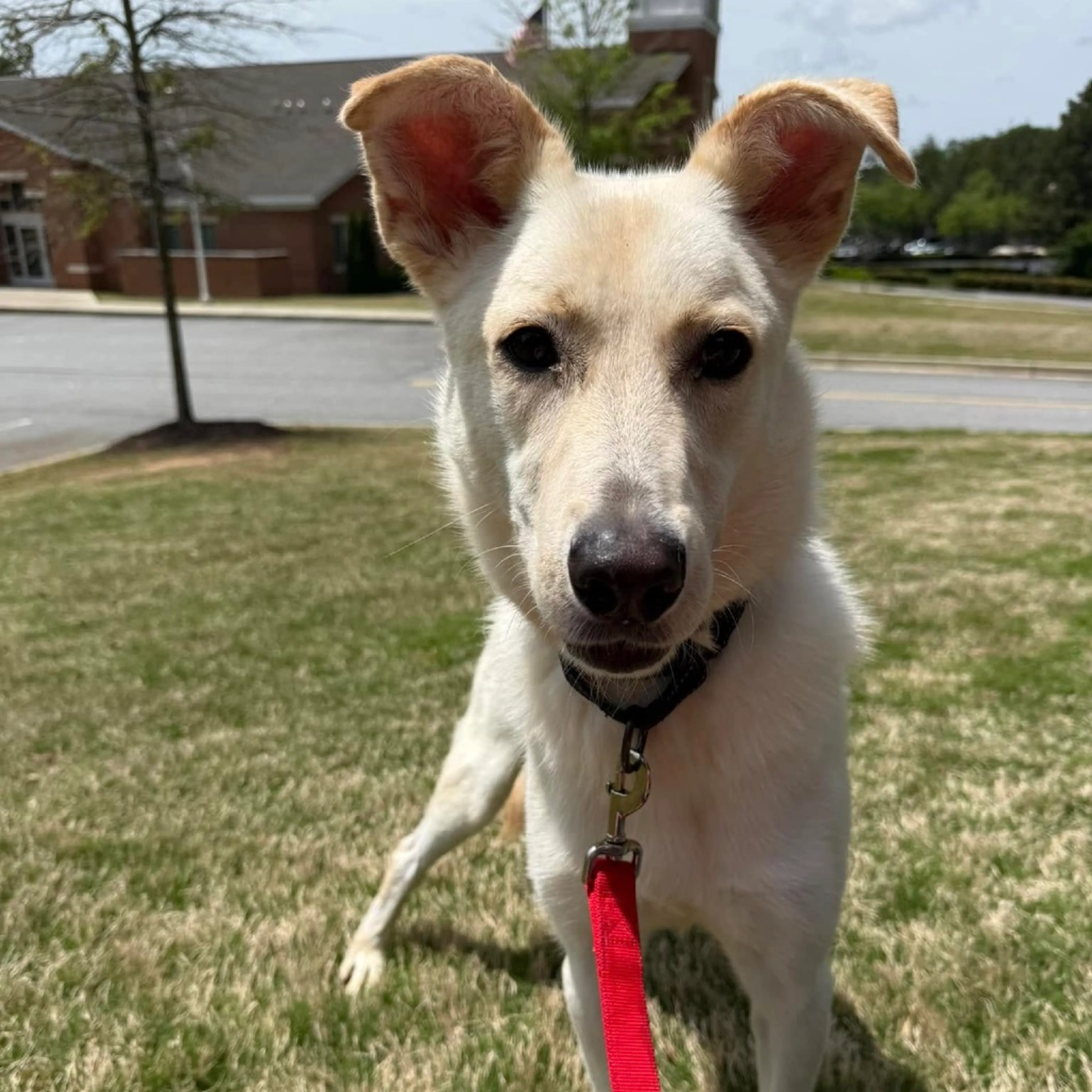 Found pet-8