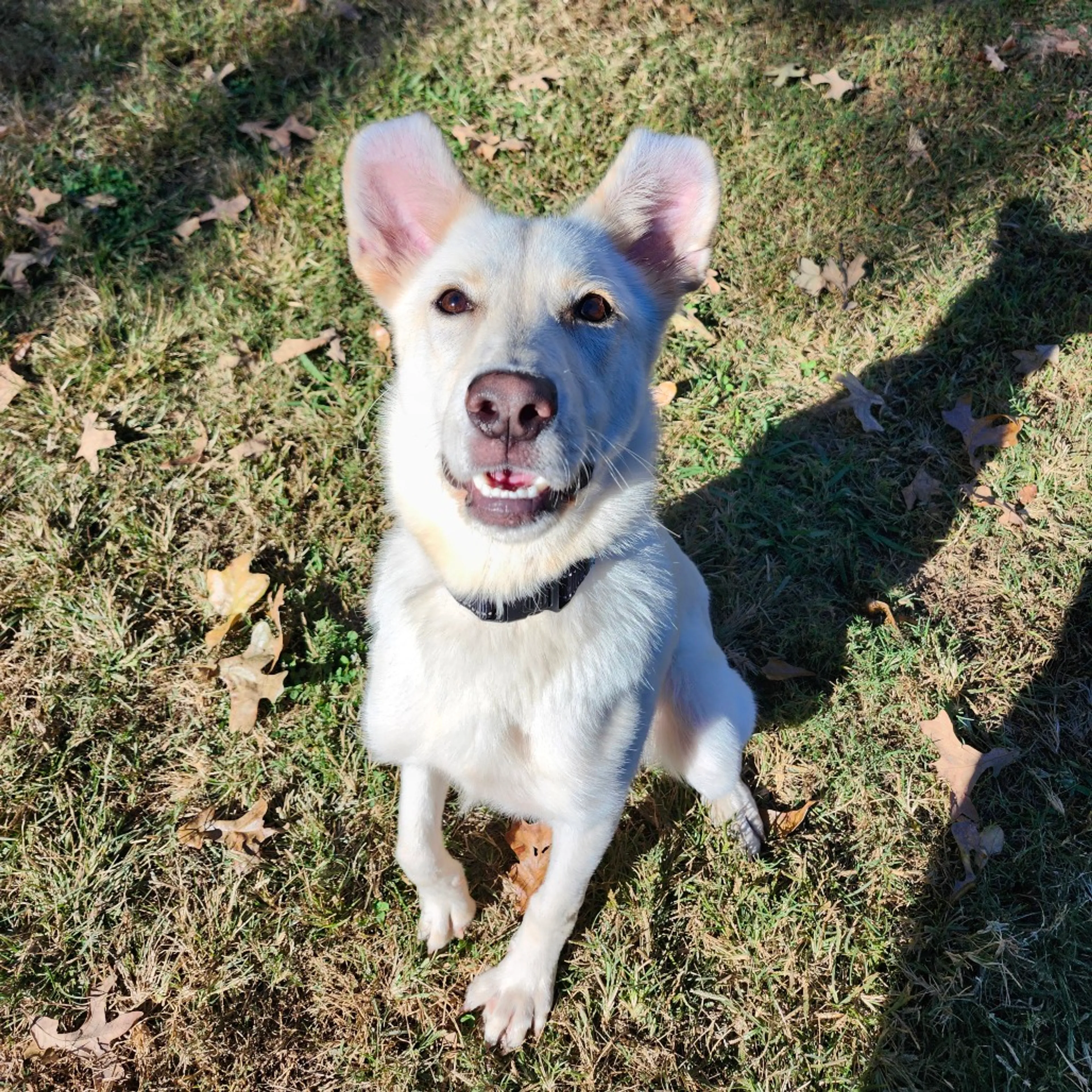 Found pet-6