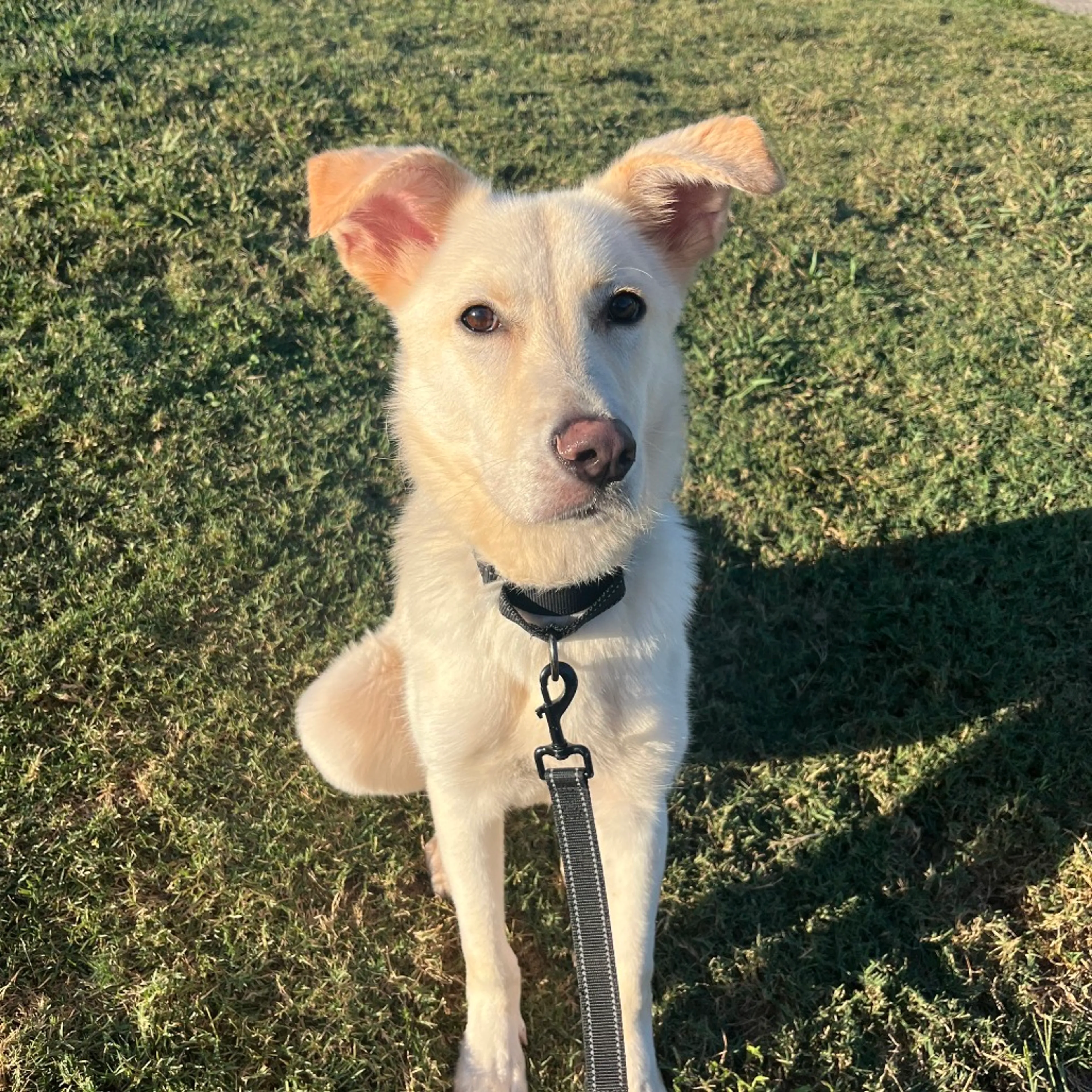 Found pet-4
