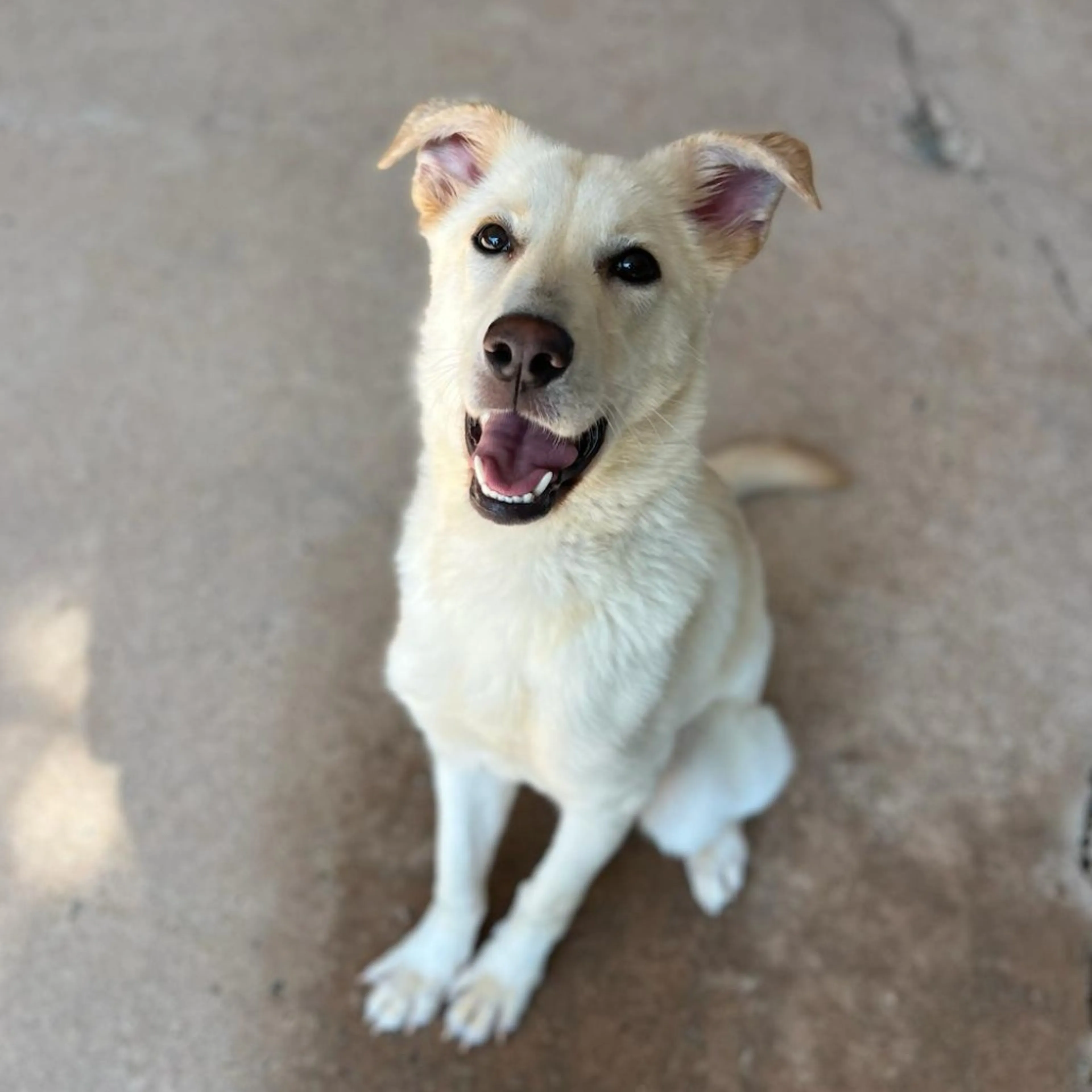 Found pet-3