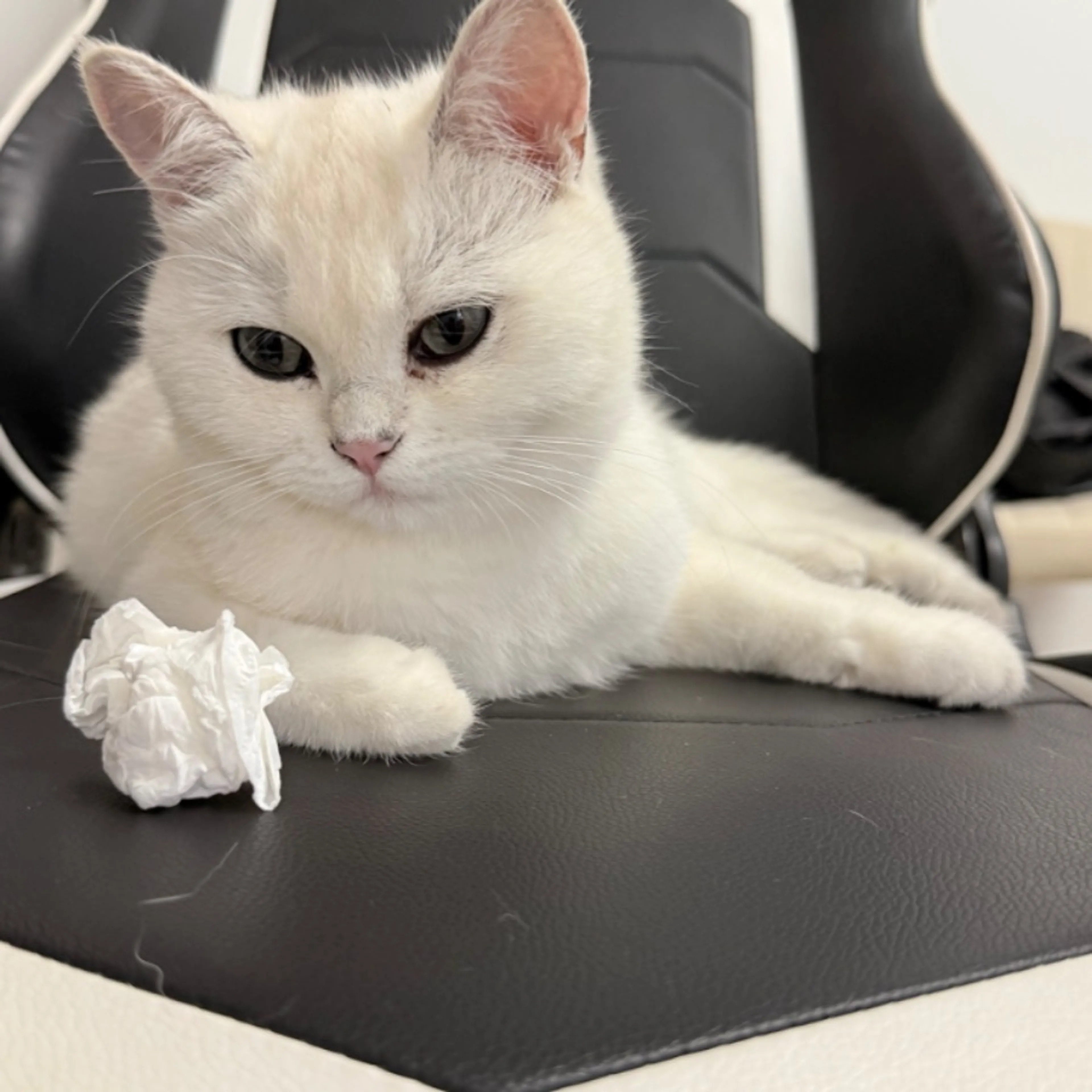 Lost pet