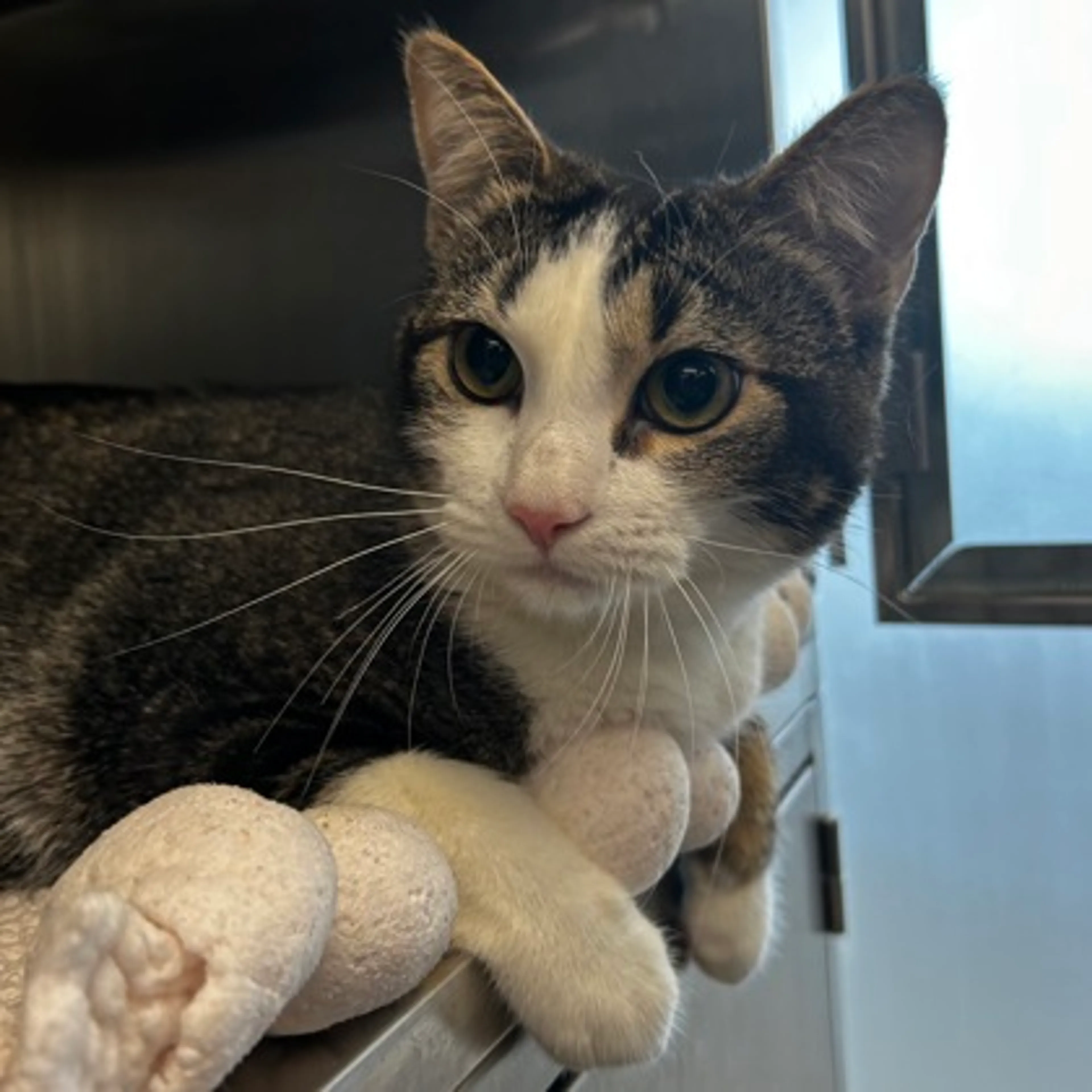 Found pet-2