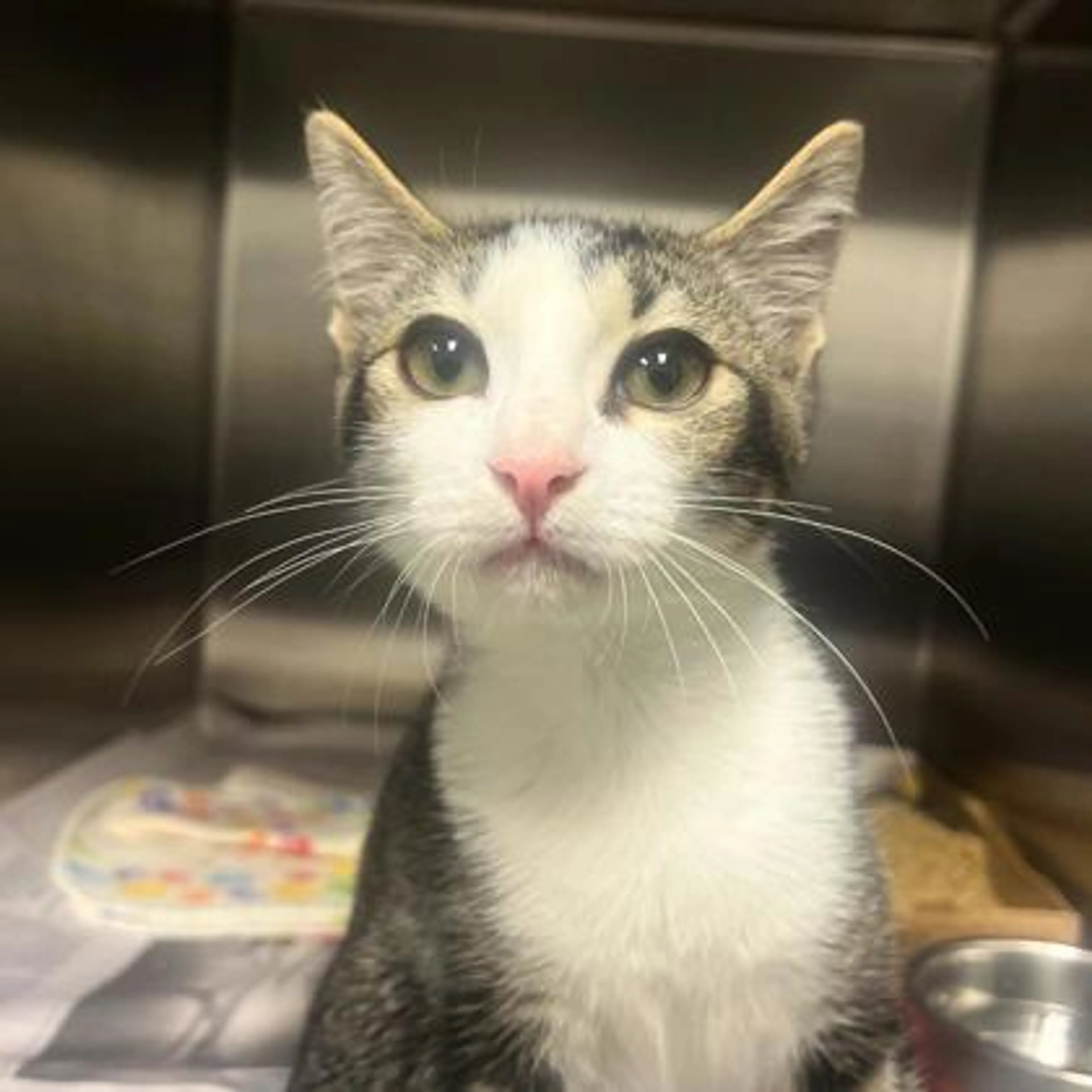 Found pet-1