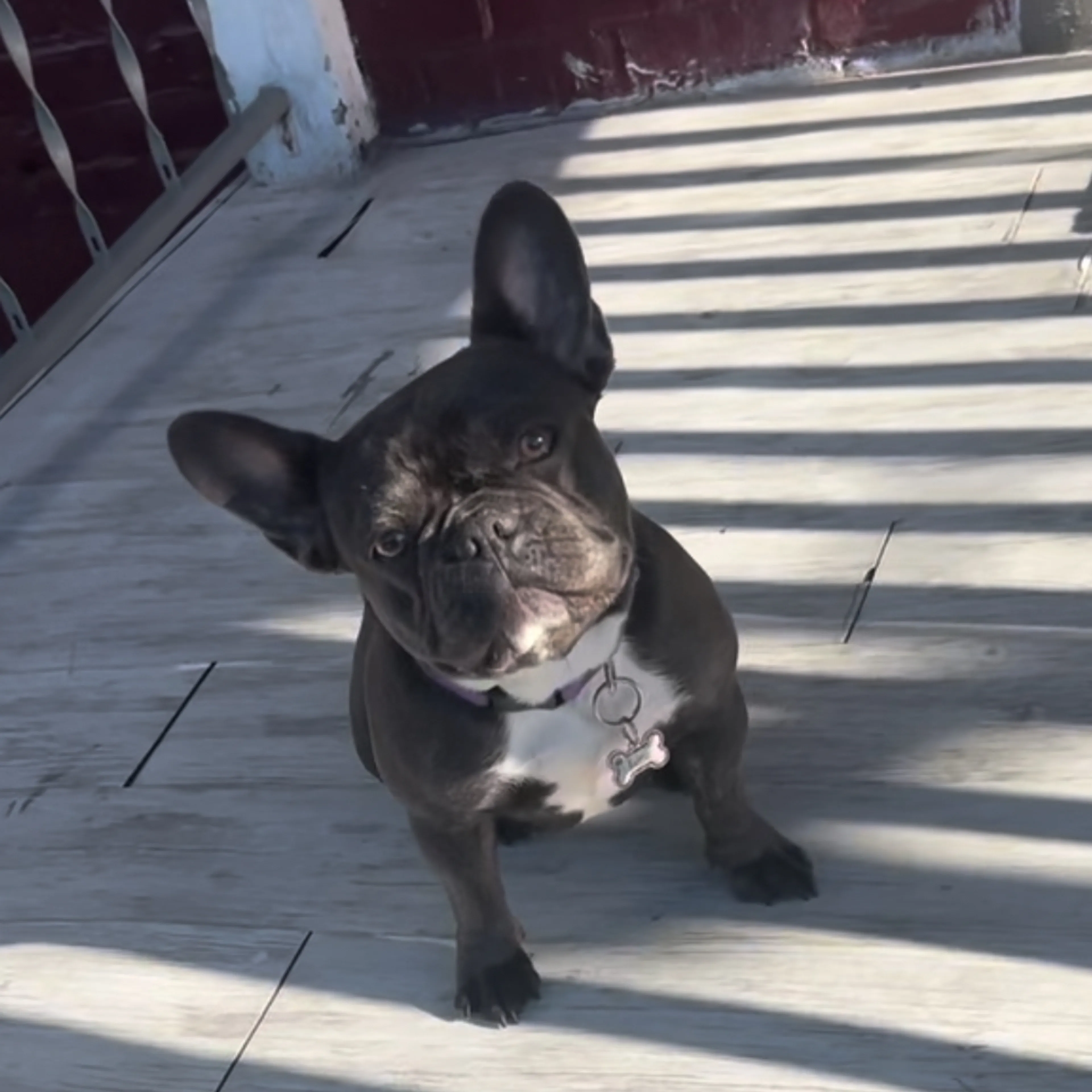 Lost pet-1