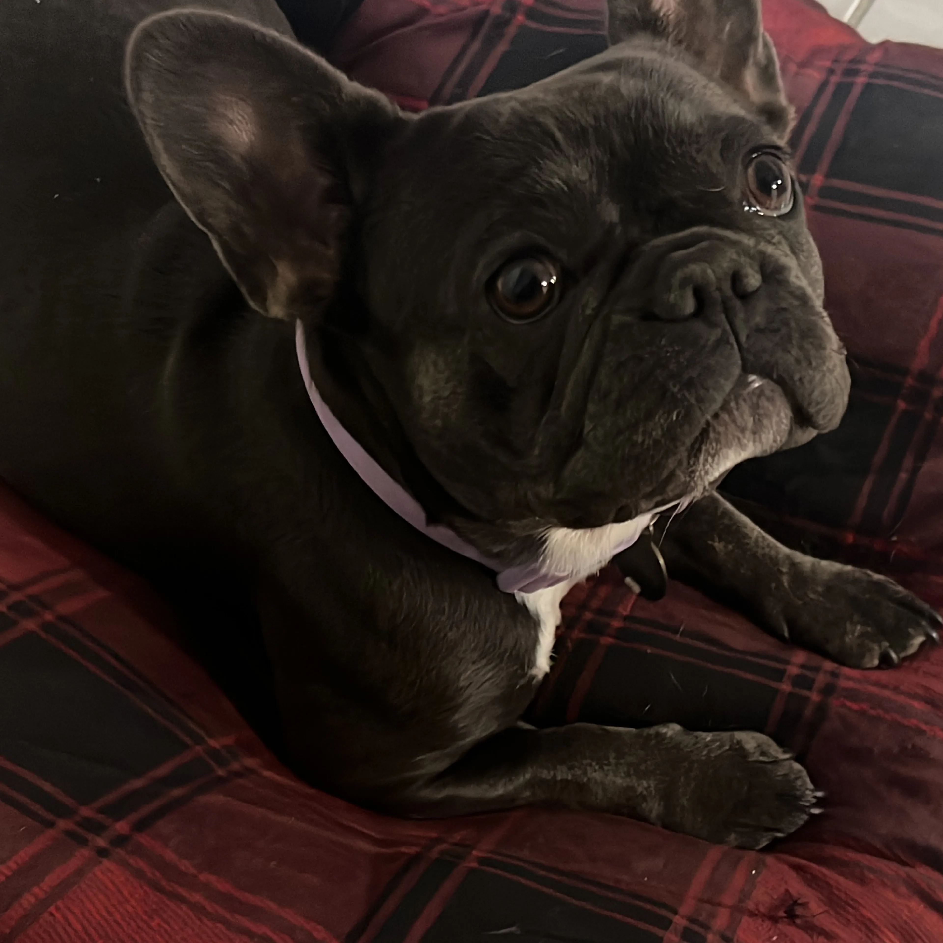 Lost pet-2