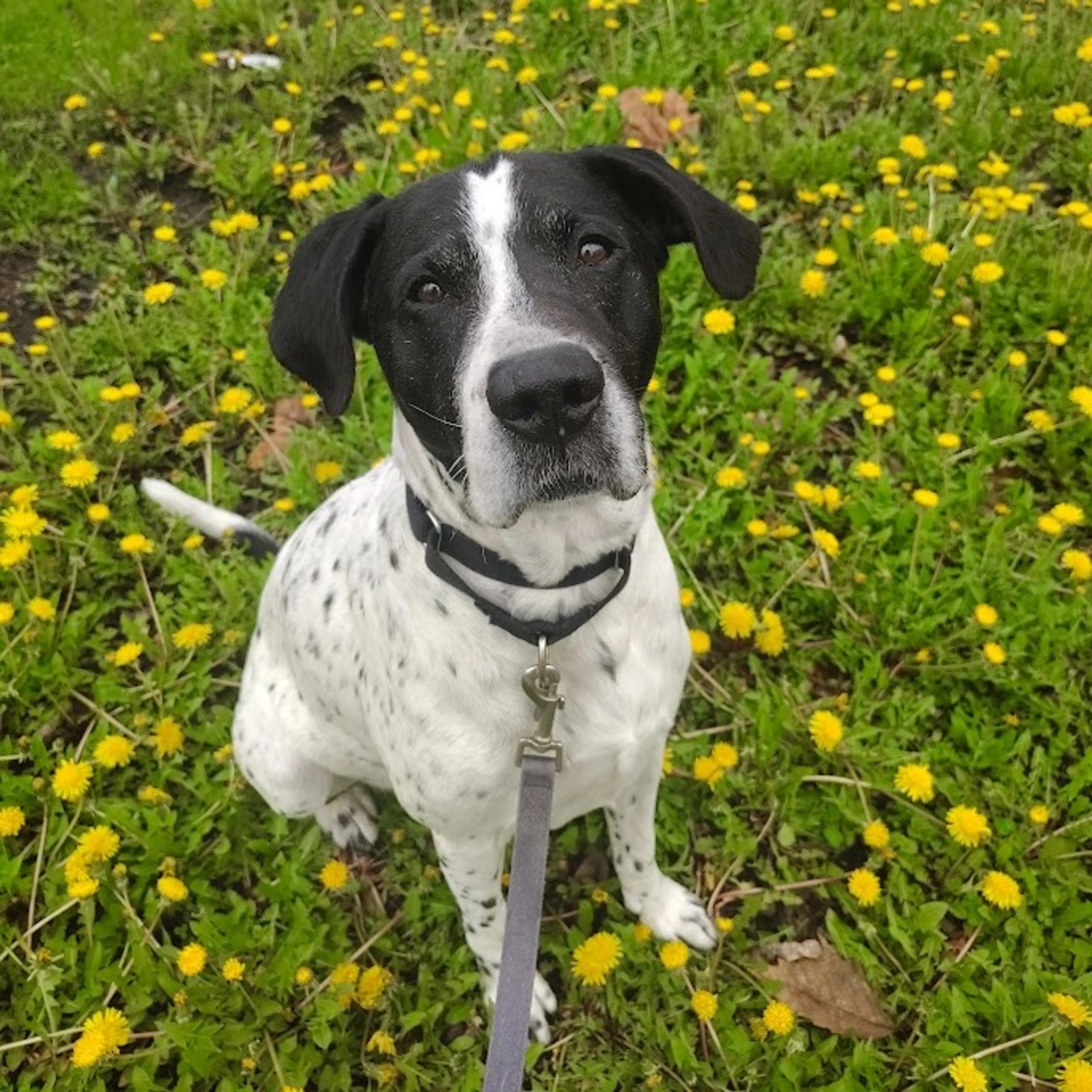 Found pet-11
